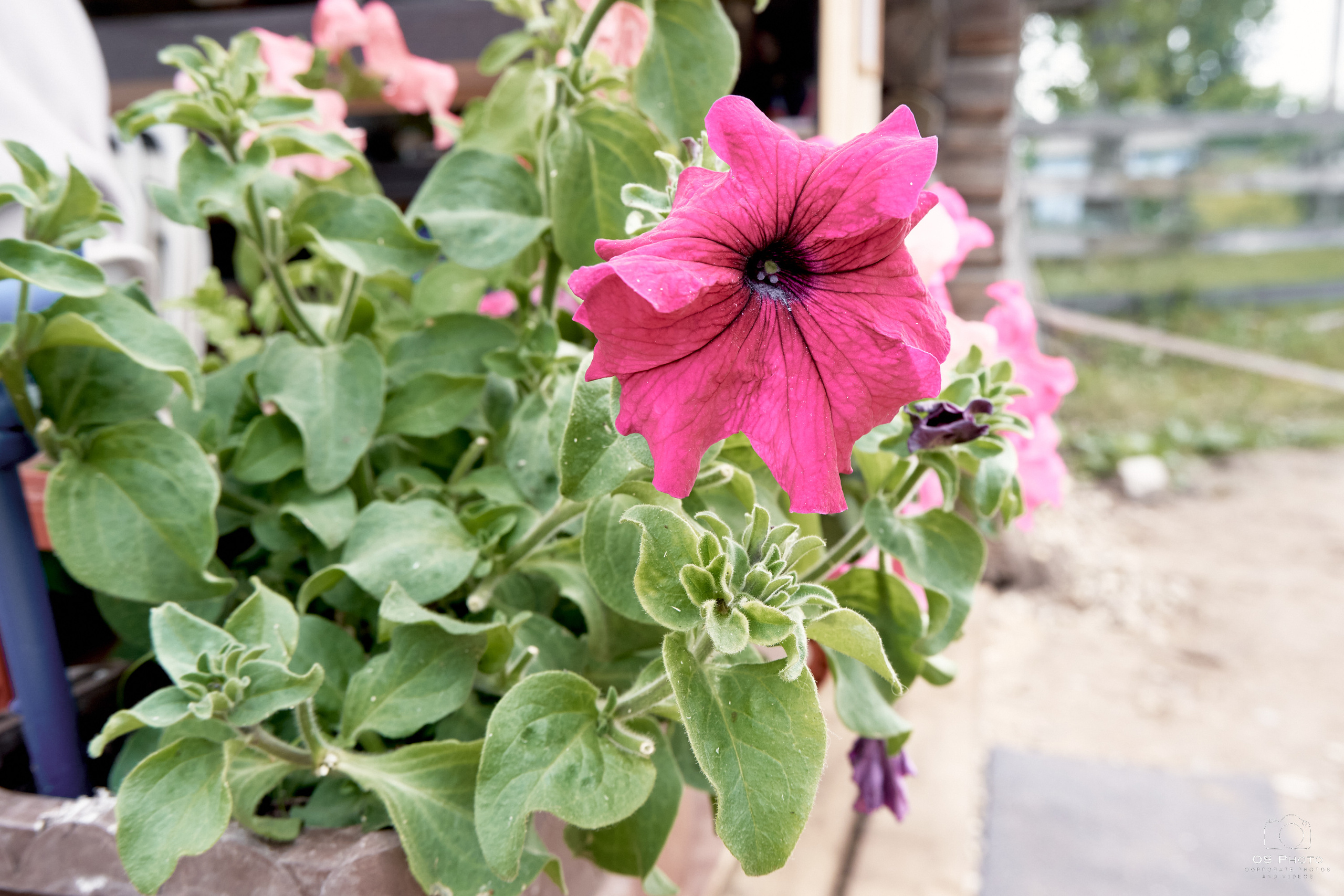 Сарай бар. Фотографъ Сергѣевъ. Поймать мгновеніе