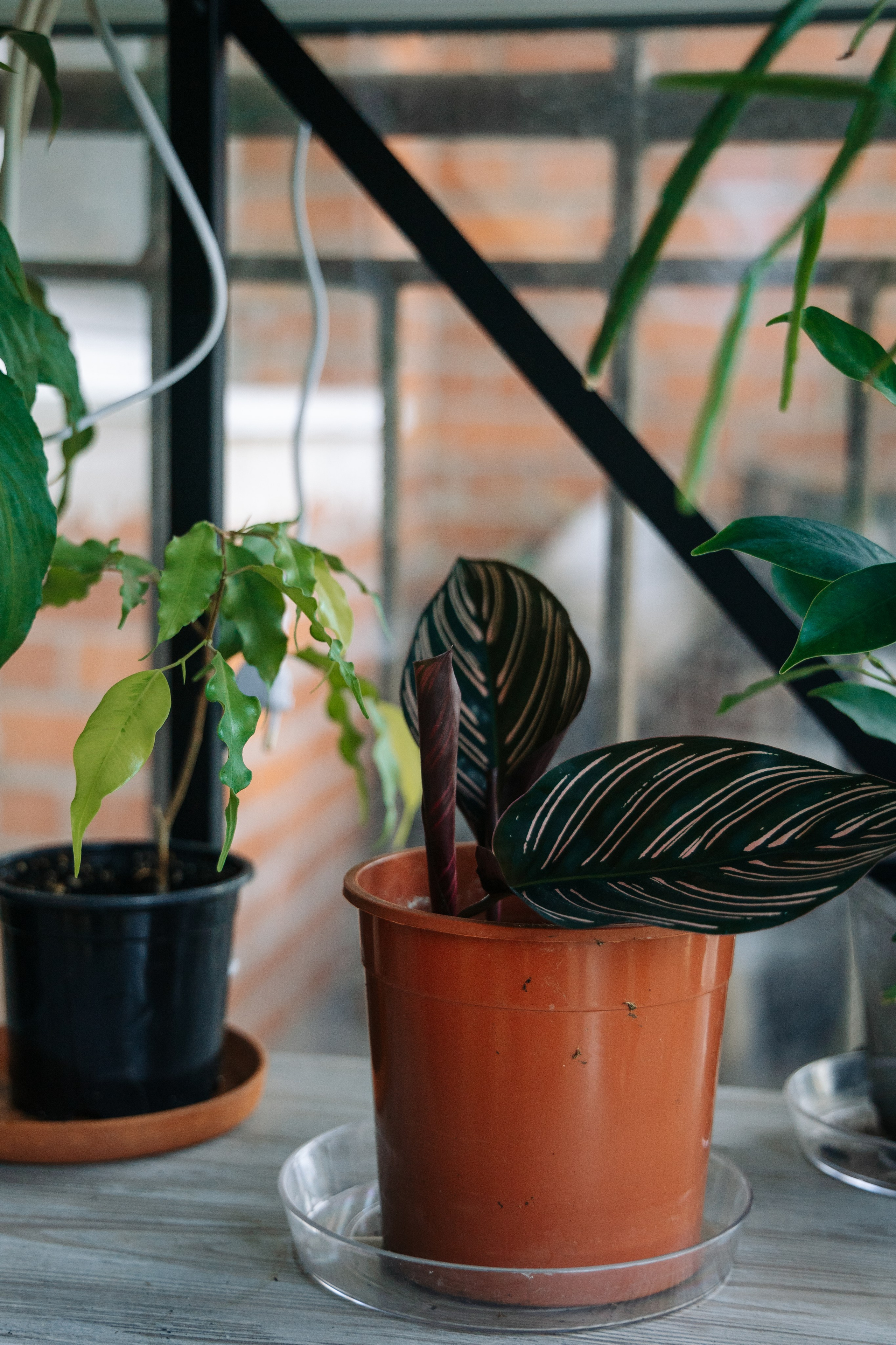 ОЗЕЛЕНЕНИЕ СРЕДЫ. Студия цветов в Санкт-Петербурге Ирины Гуриной