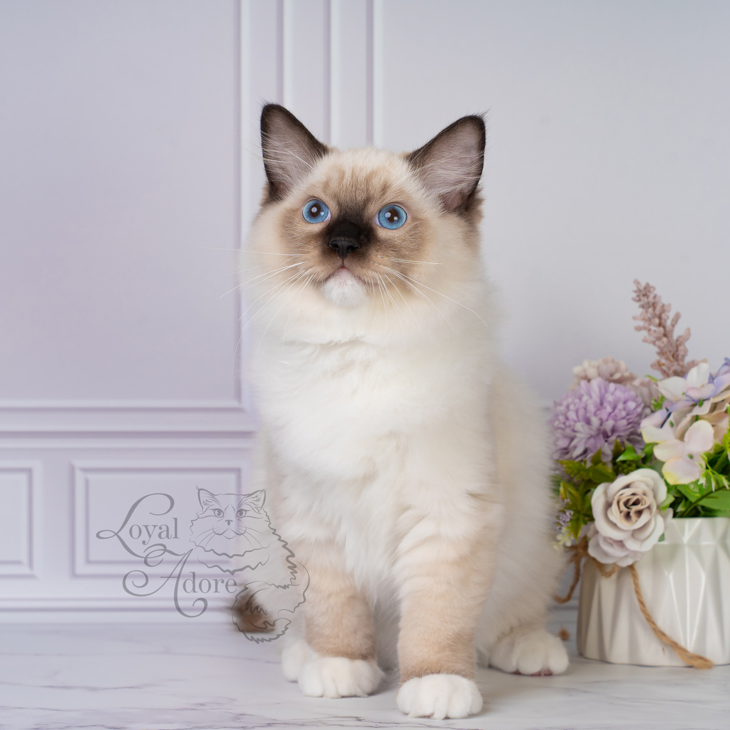Все свободные котята. Питомник рэгдолл Loyal Adore