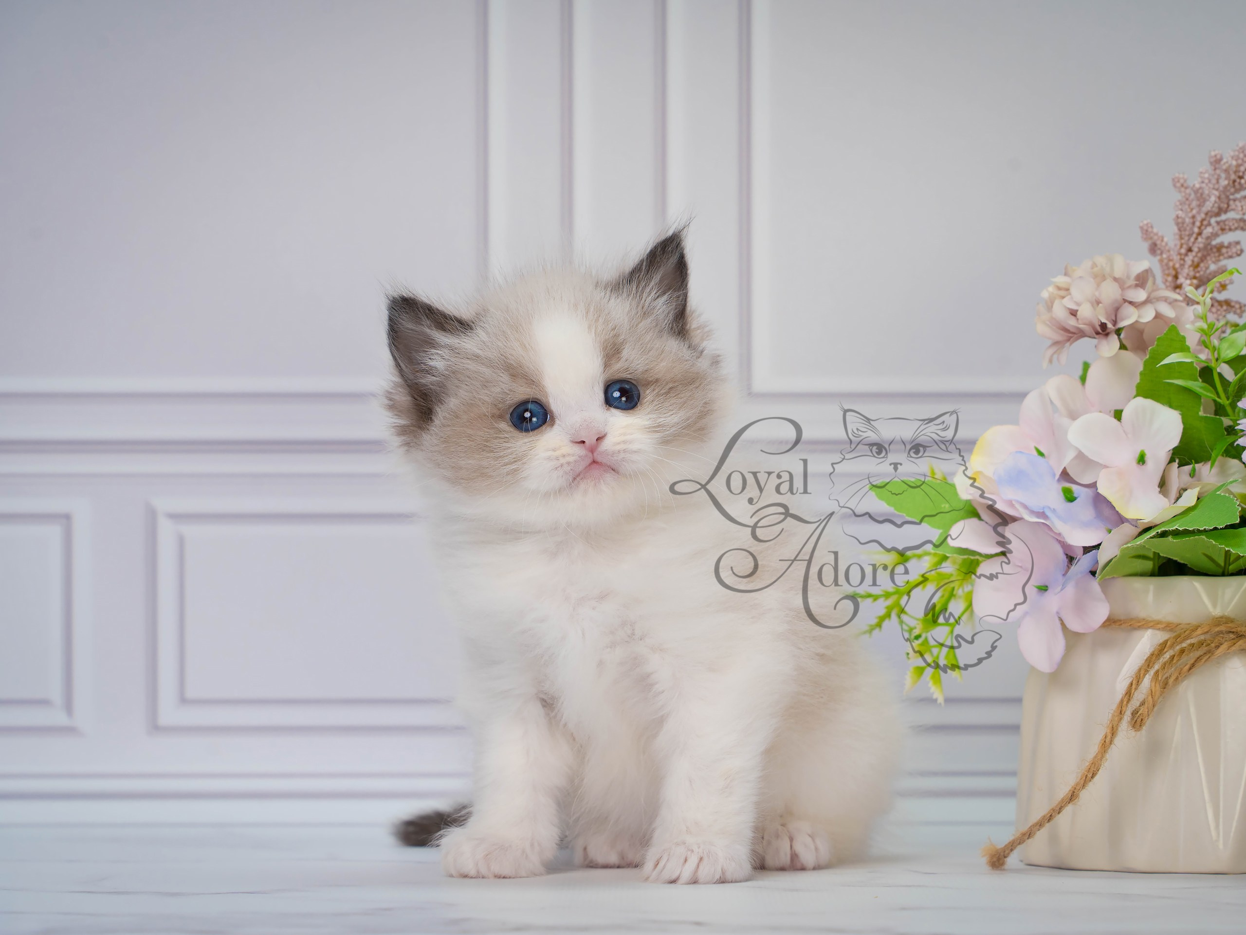 Котята рэгдолл от Loyal Adore. Питомник рэгдолл Loyal Adore