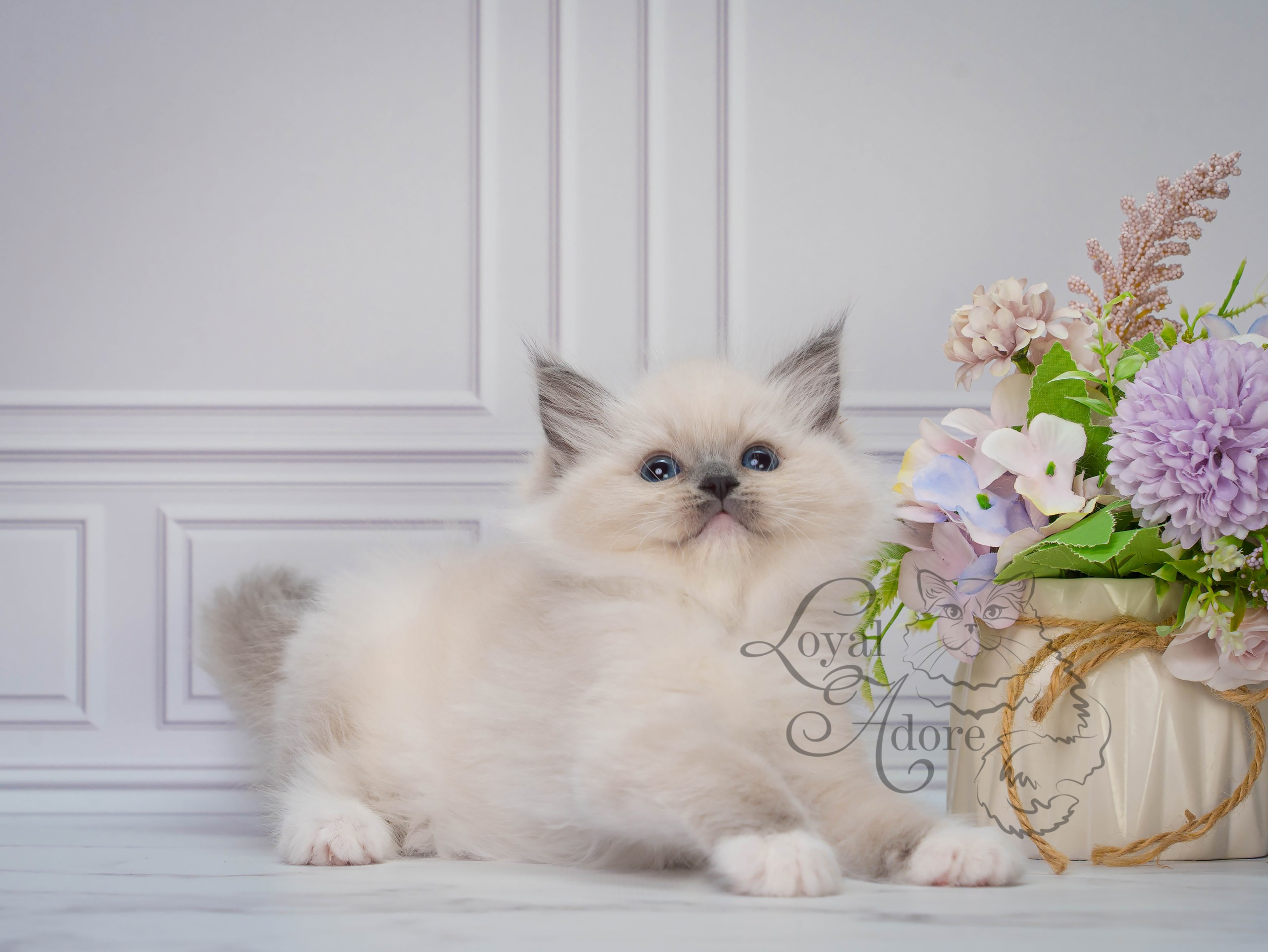 Все свободные котята. Питомник рэгдолл Loyal Adore
