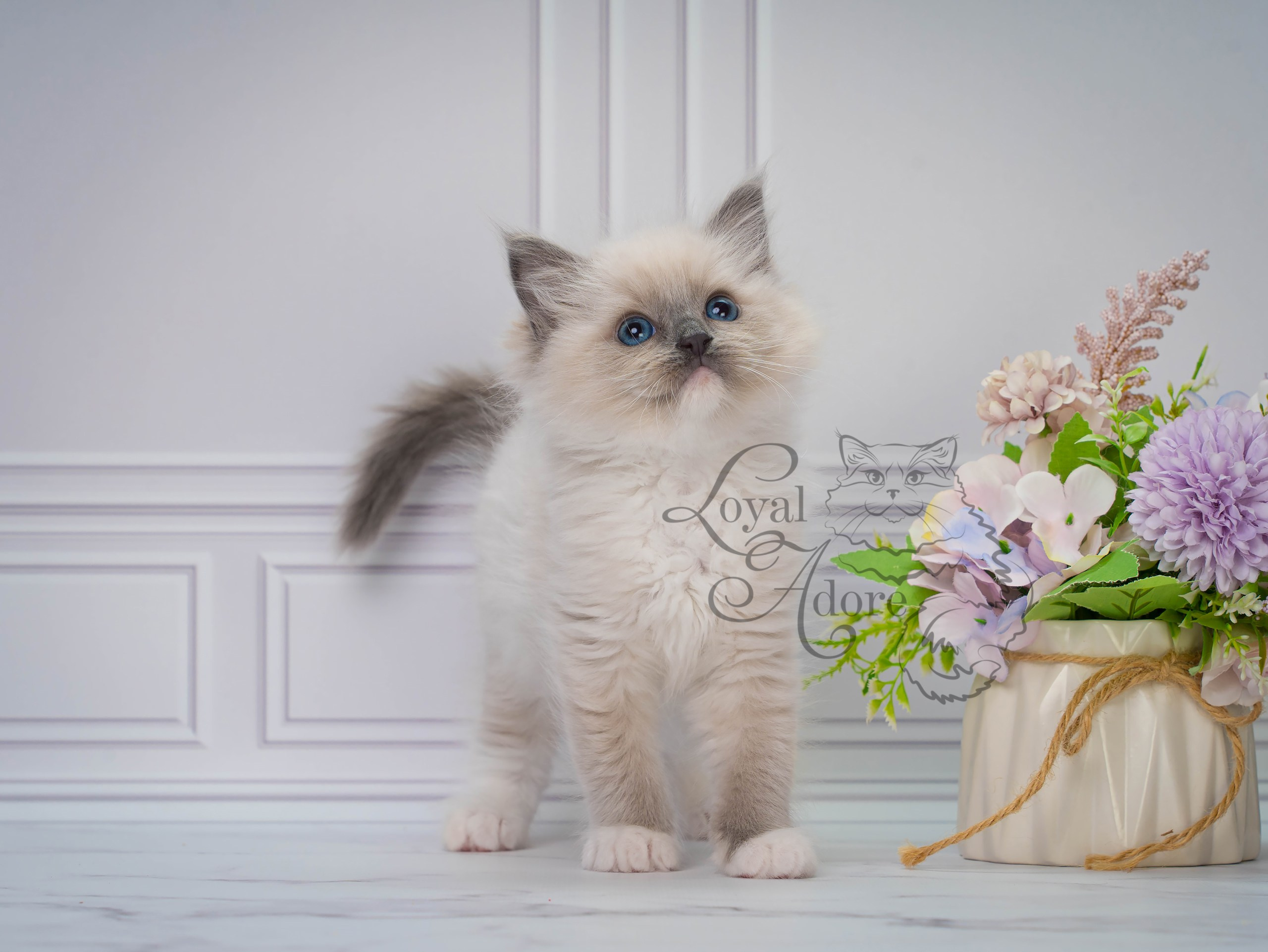 Все свободные котята. Питомник рэгдолл Loyal Adore