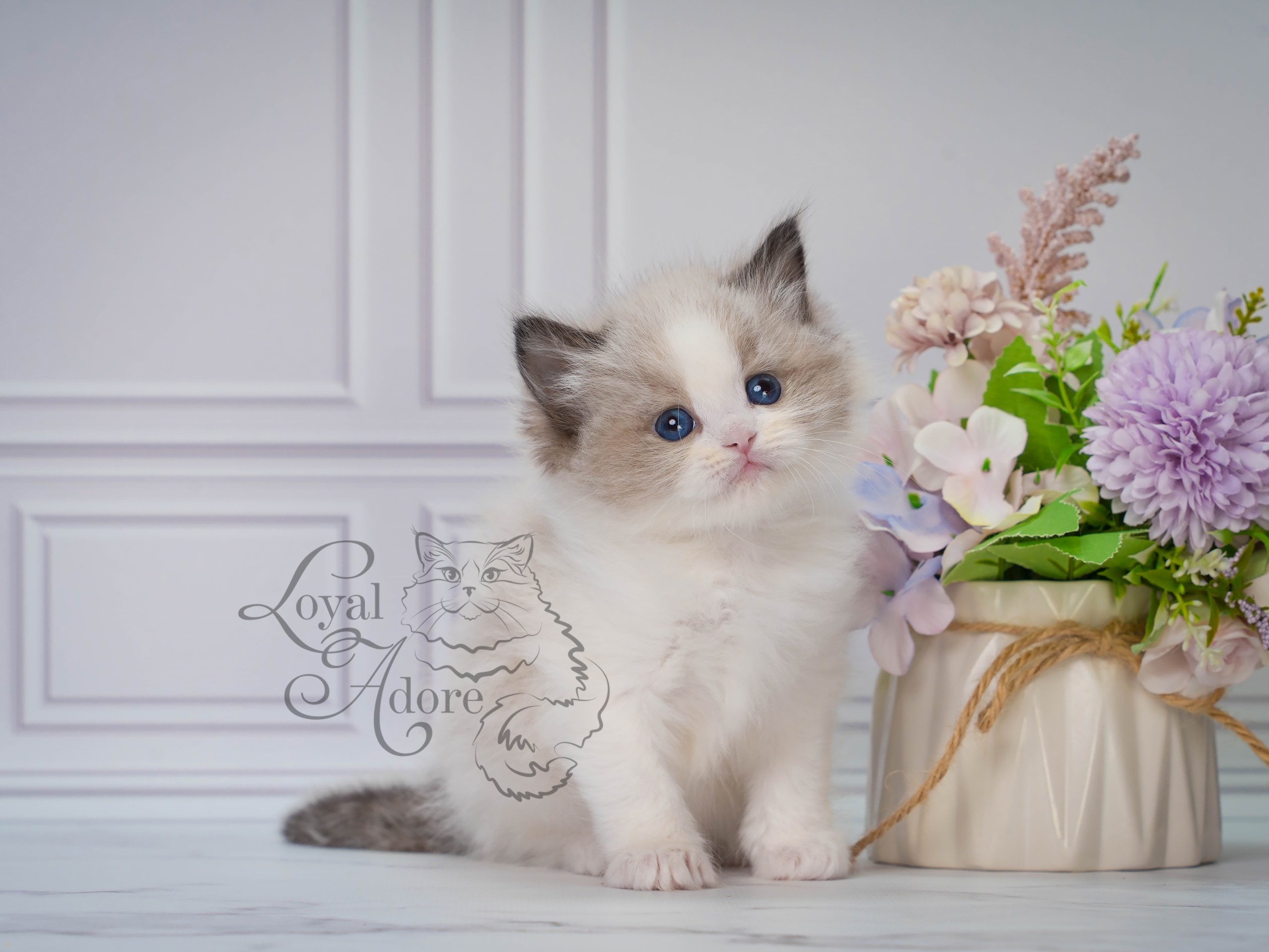 Котята рэгдолл от Loyal Adore. Питомник рэгдолл Loyal Adore