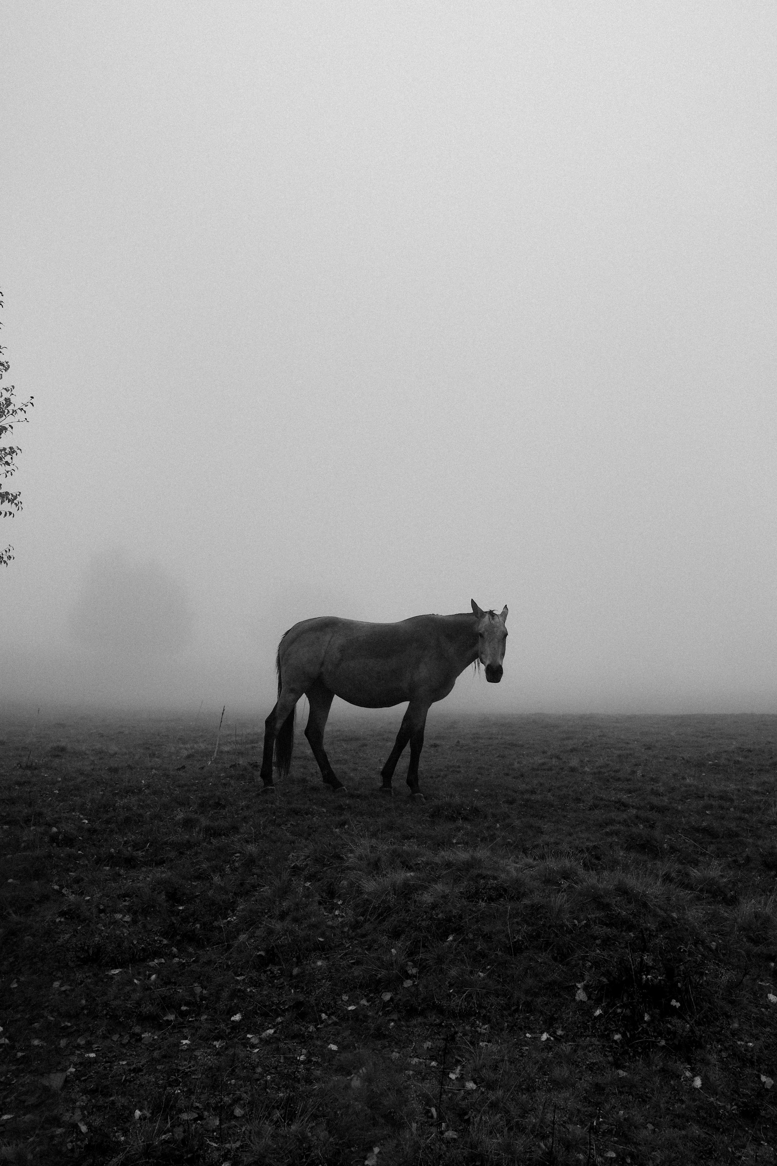 Принты. Марина Горбатова. Фотограф