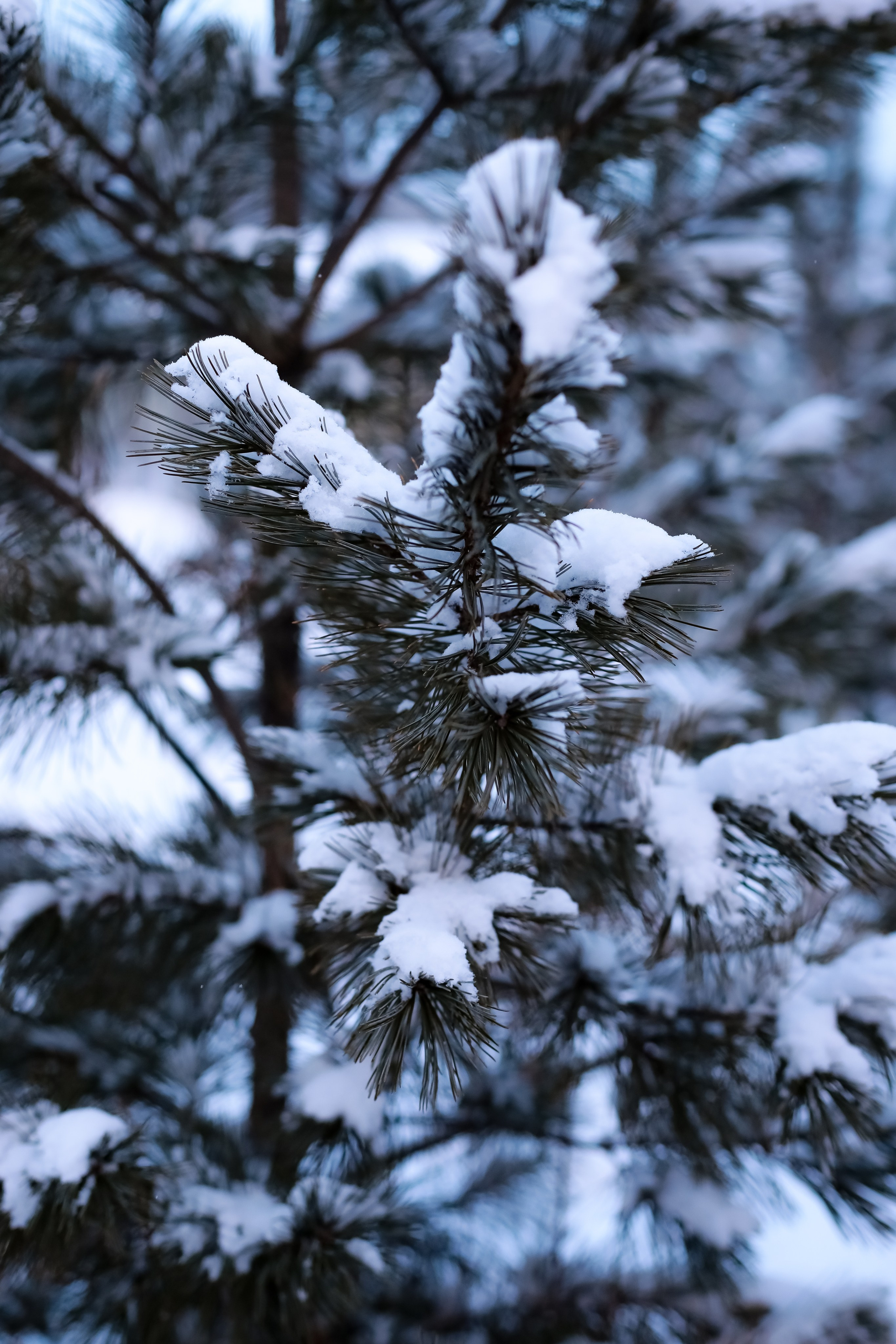 Проект «Russian Girl». Фотограф г. Хабаровск. Семейные и индивидуальные съёмки