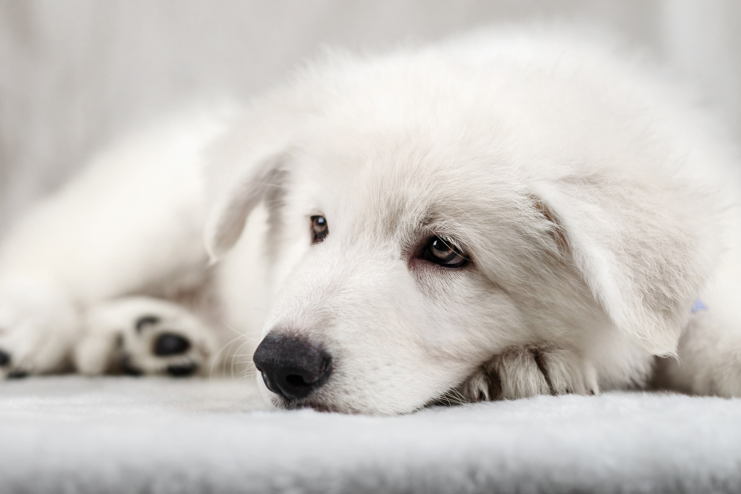 Щенки белой швейцарской овчарки. Фотограф-анималист Юлия Зубкова