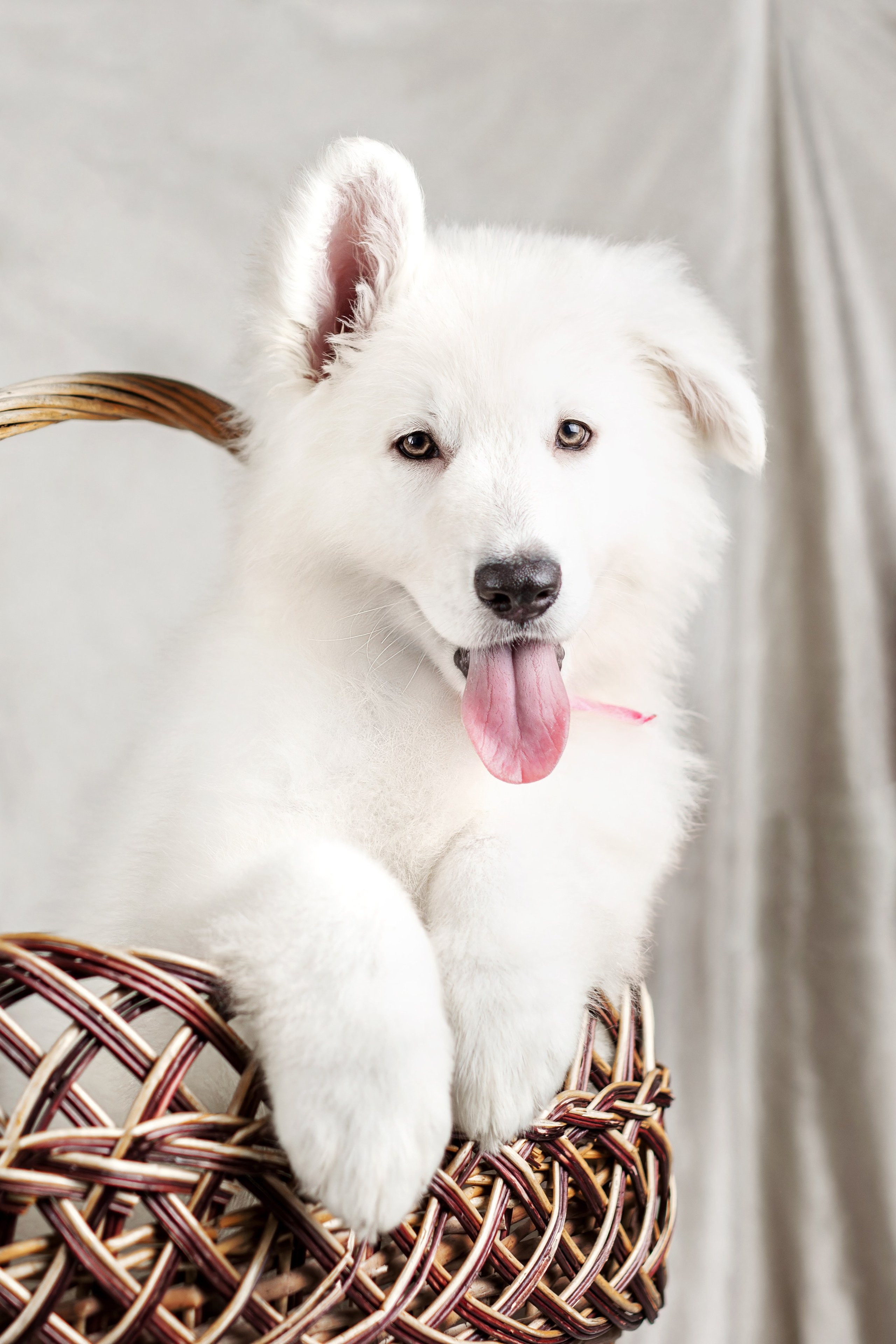 Щенки белой швейцарской овчарки. Фотограф-анималист Юлия Зубкова