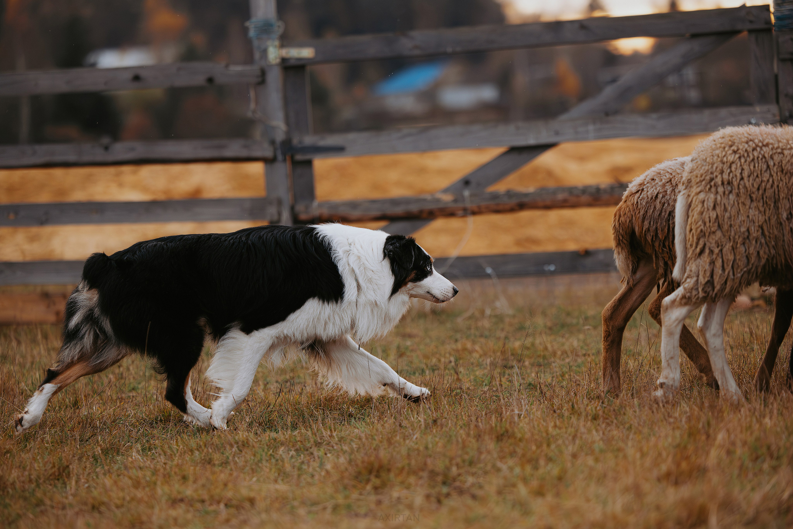 Гелий. BLGKV питомник собак