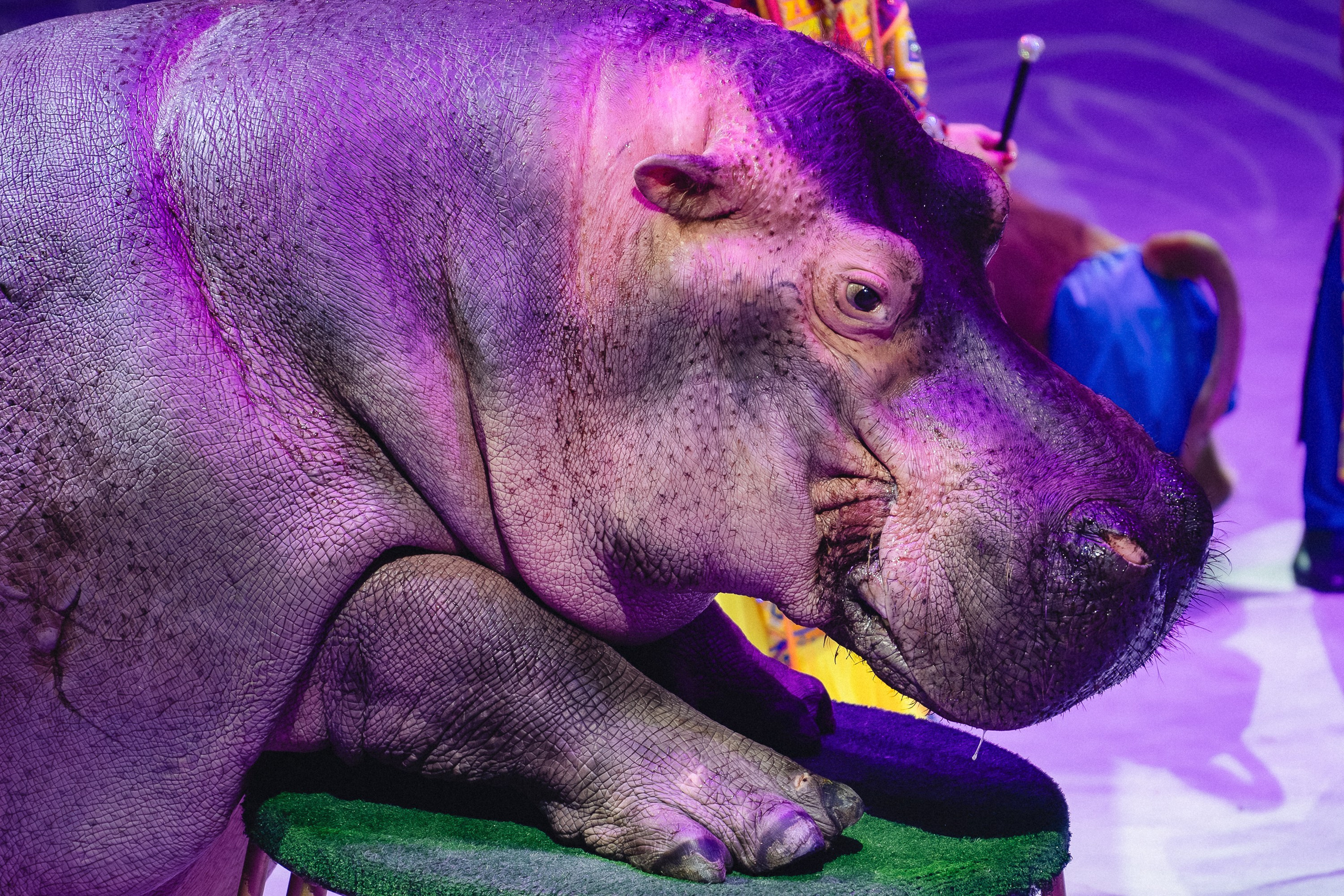 Пресс-показ шоу «Песчаная Сказка». Воробьева Ксения — Спортивный и танцевальный фотограф Новосибирск