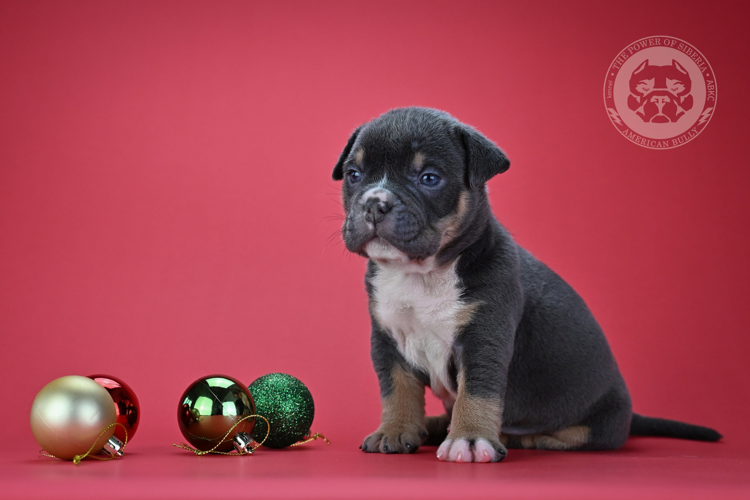 Все свободные щенки. Американский Булли в г. Ростов-на-Дону. Питомник THE POWER OF SIBERIA