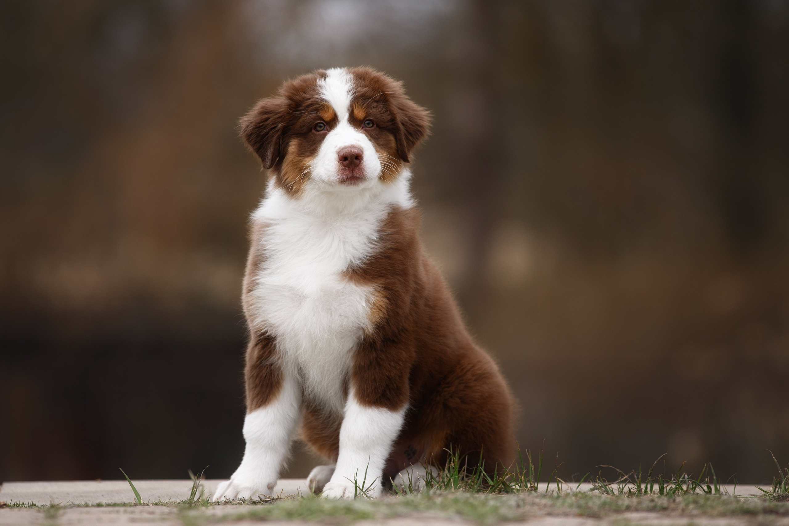Щенки. Фотограф-анималист в Калуге Мария Шерскова
