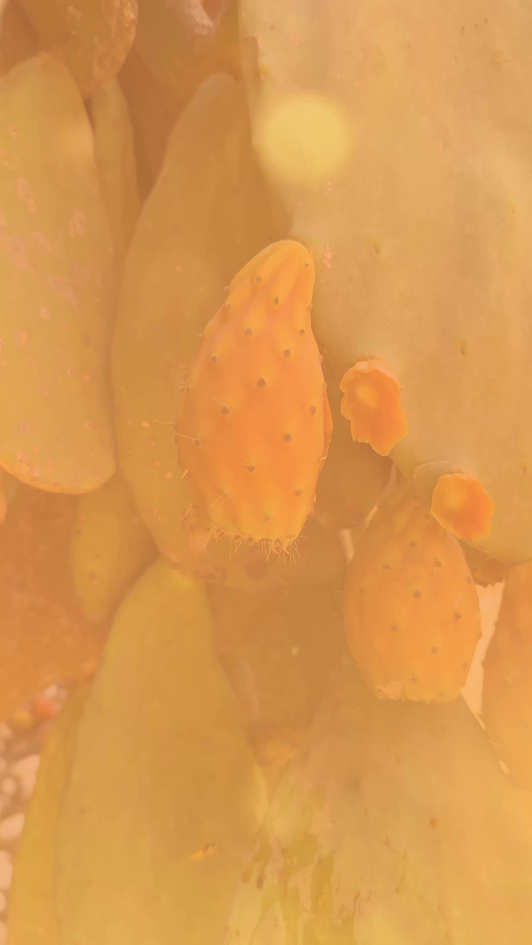 Фотограф в Турции: Бодрум, Датча, Мармарис. Свадебные и семейные фотосессии о Вас. Фотограф Краснодар, Майкоп — Мария Оводова | Современная свадебная и семейная фотография