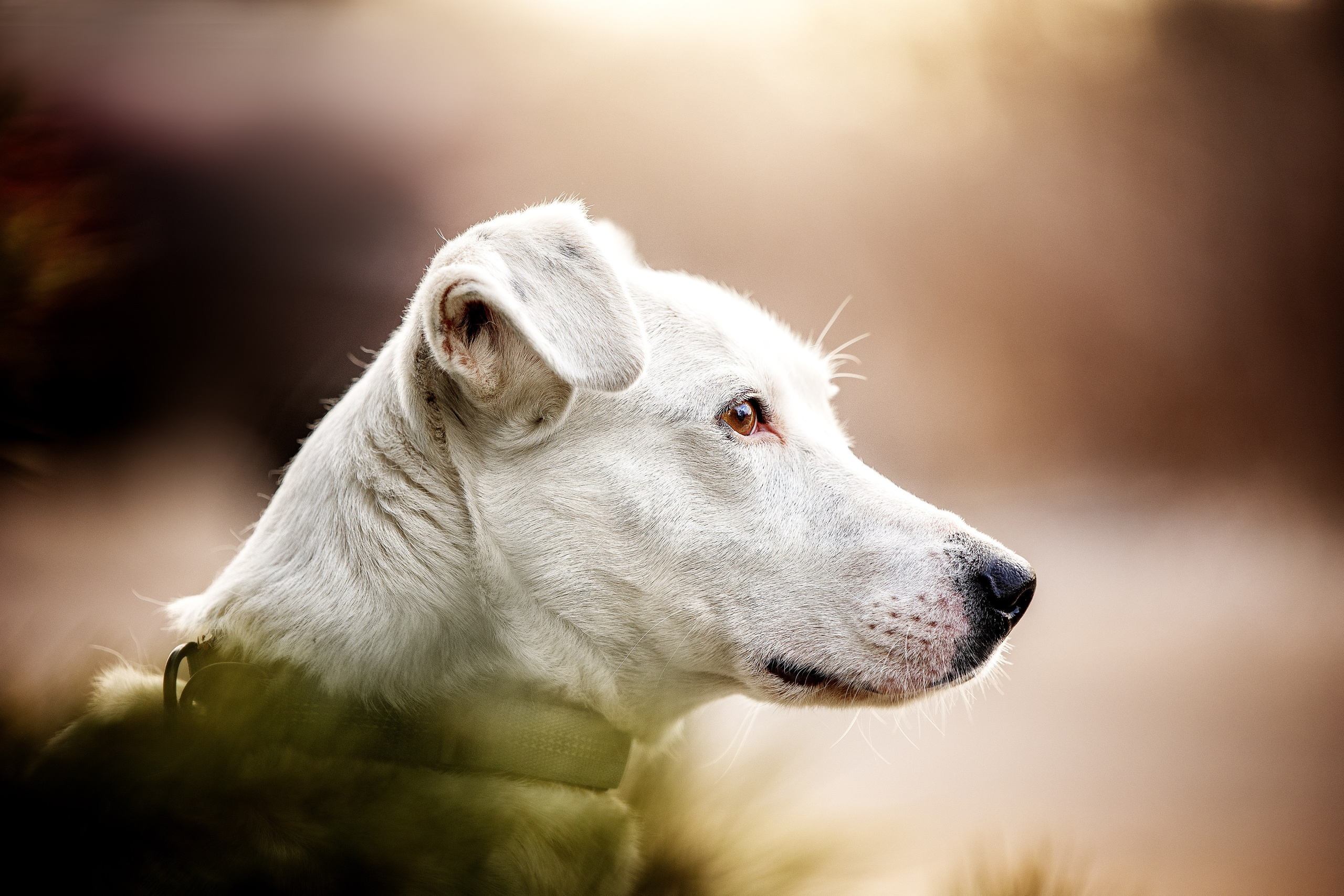 ИЩУТ ДОМ. Фотограф-анималист в Москве и Подмосковье