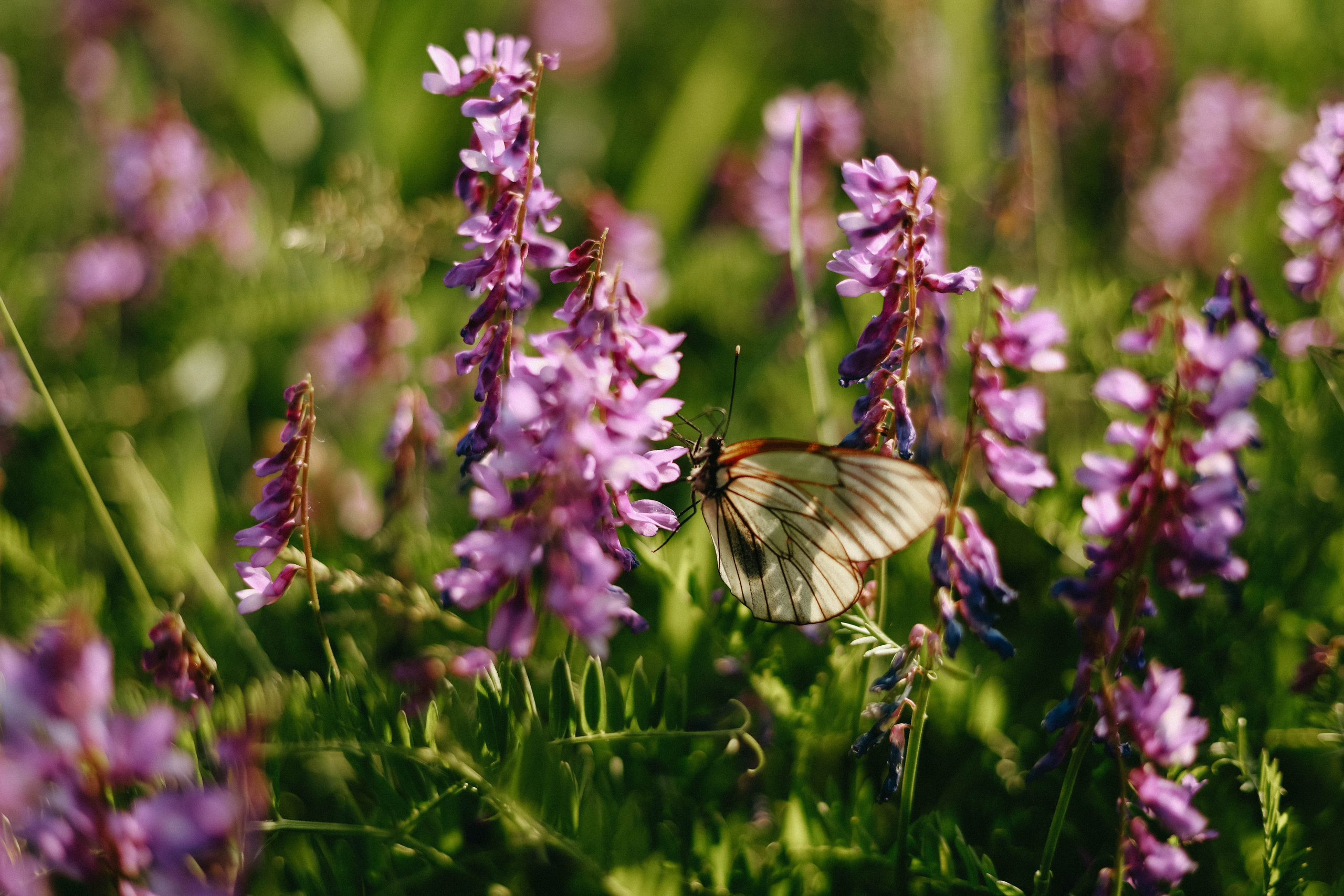 Семейная фотосессия. Фотограф Александра Коновалова