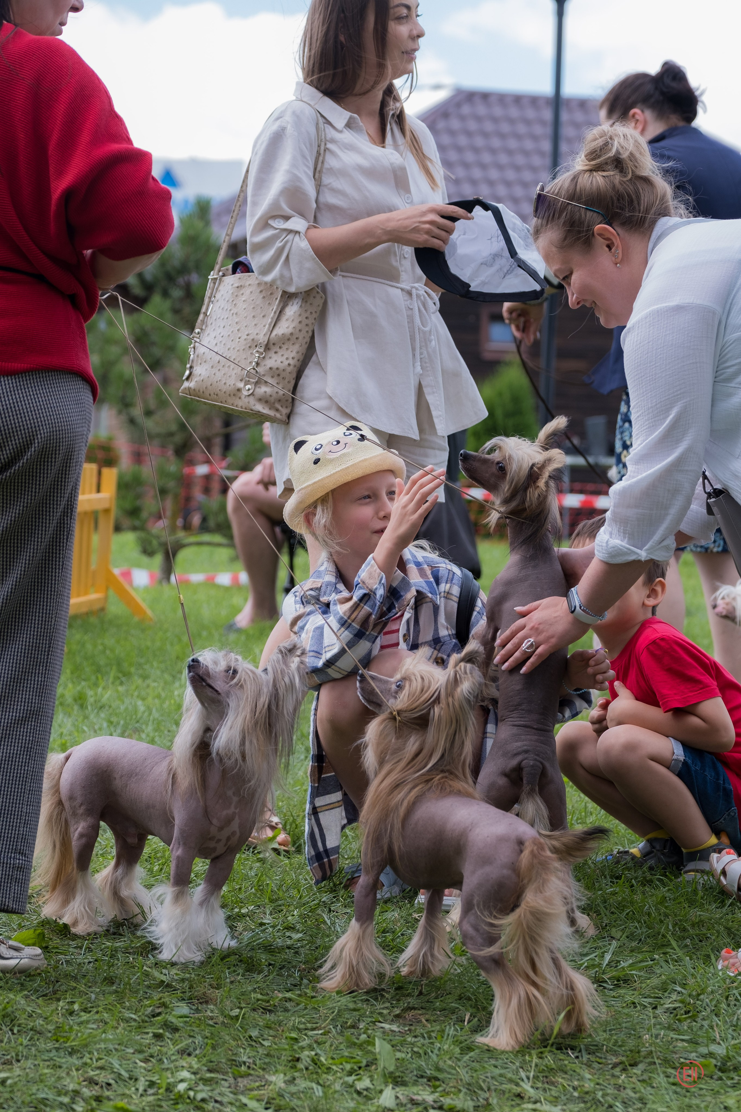Липецк. Выставка собак. Питомник китайских хохлатых собак Poale Ell: купить щенка