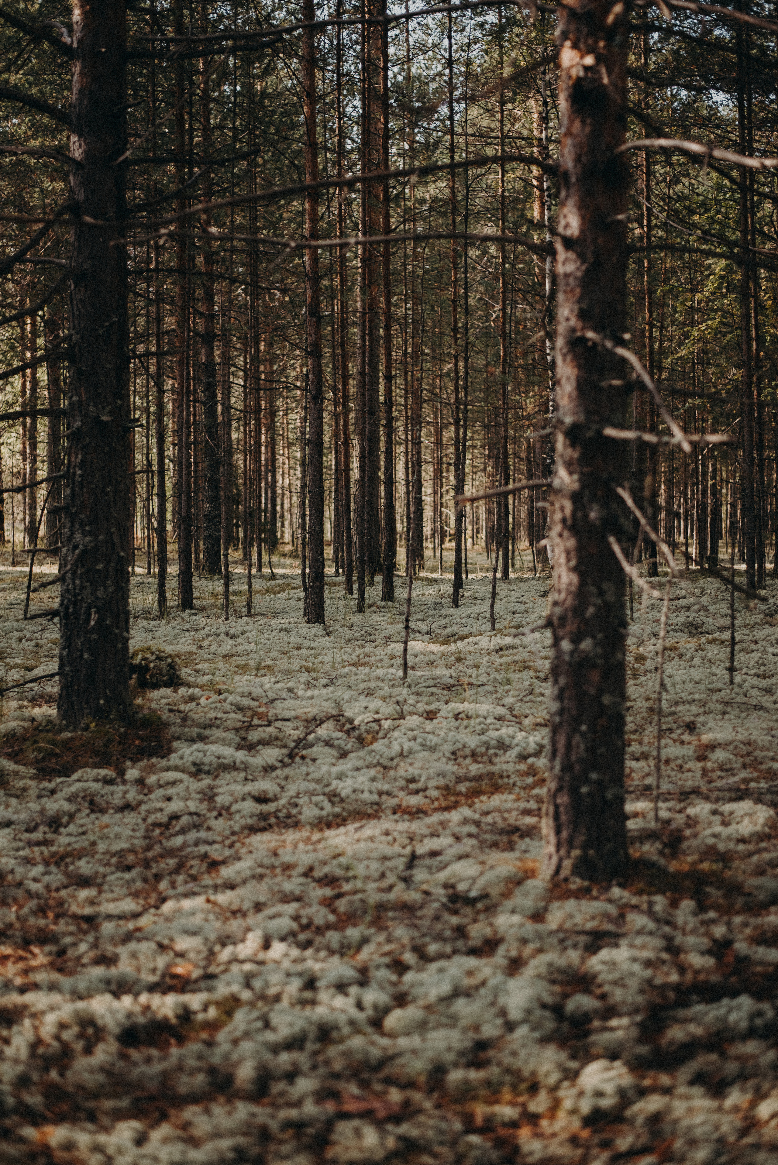 Два дня на Вишере. Главная