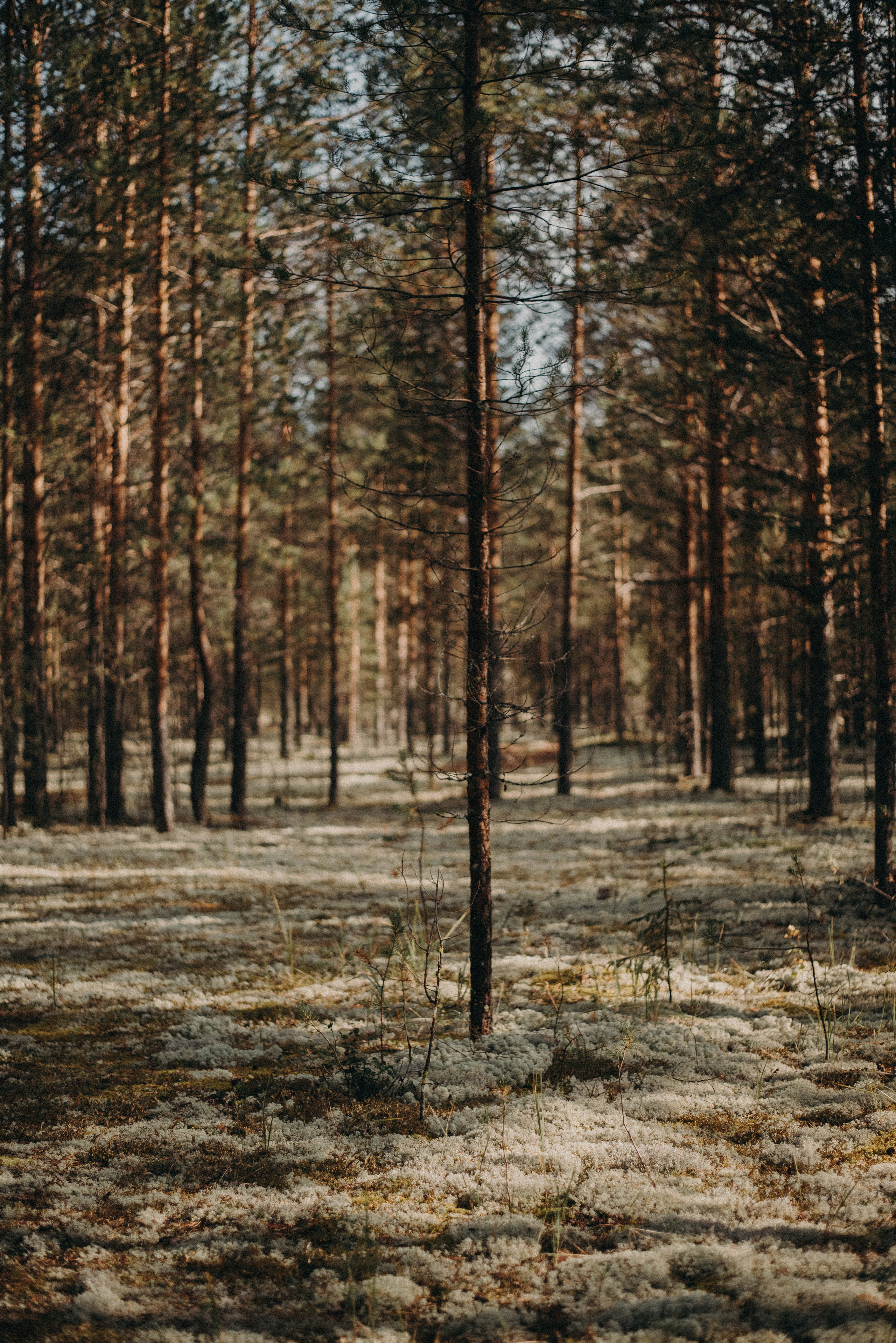 Два дня на Вишере. Главная
