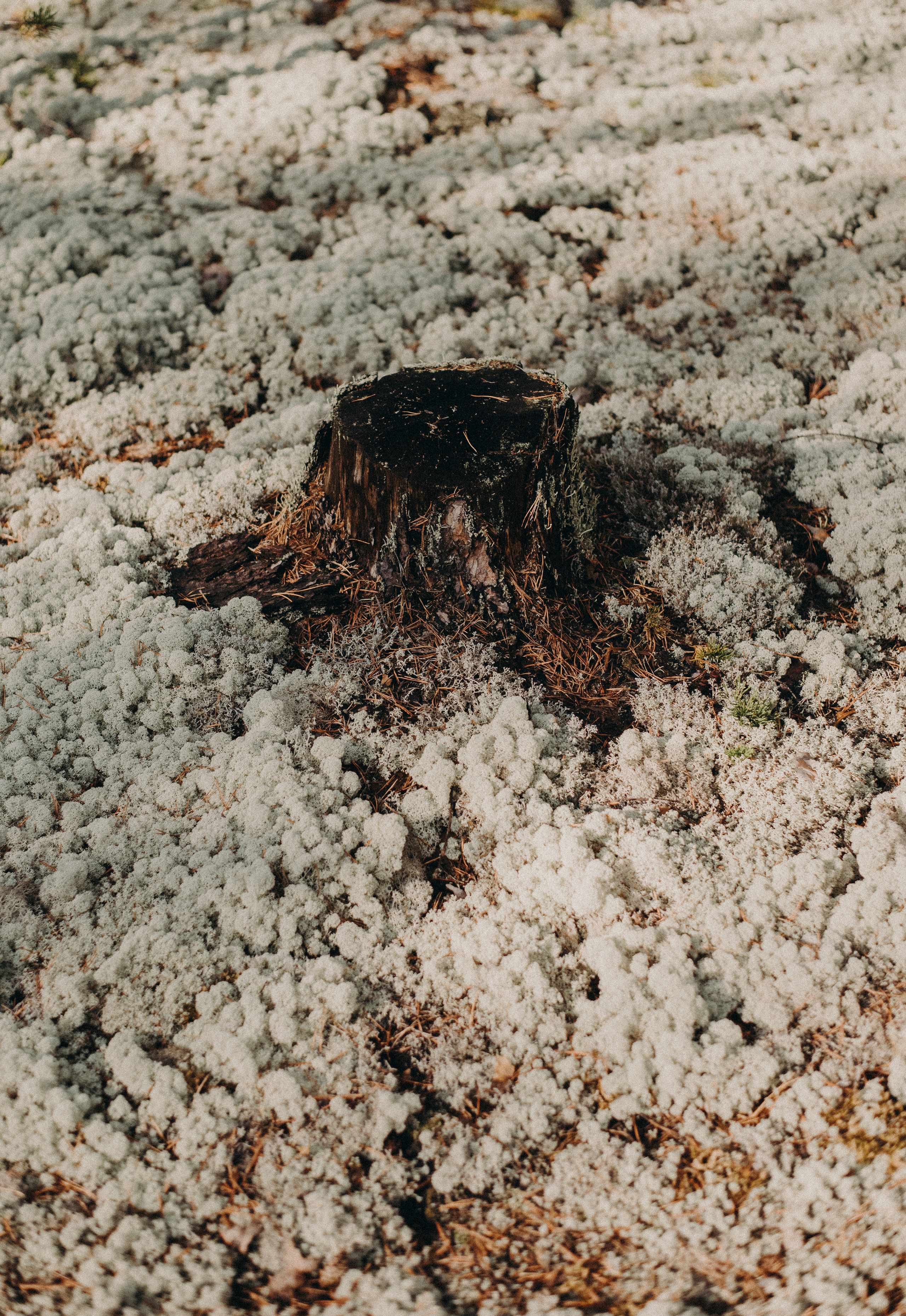 Два дня на Вишере. Главная