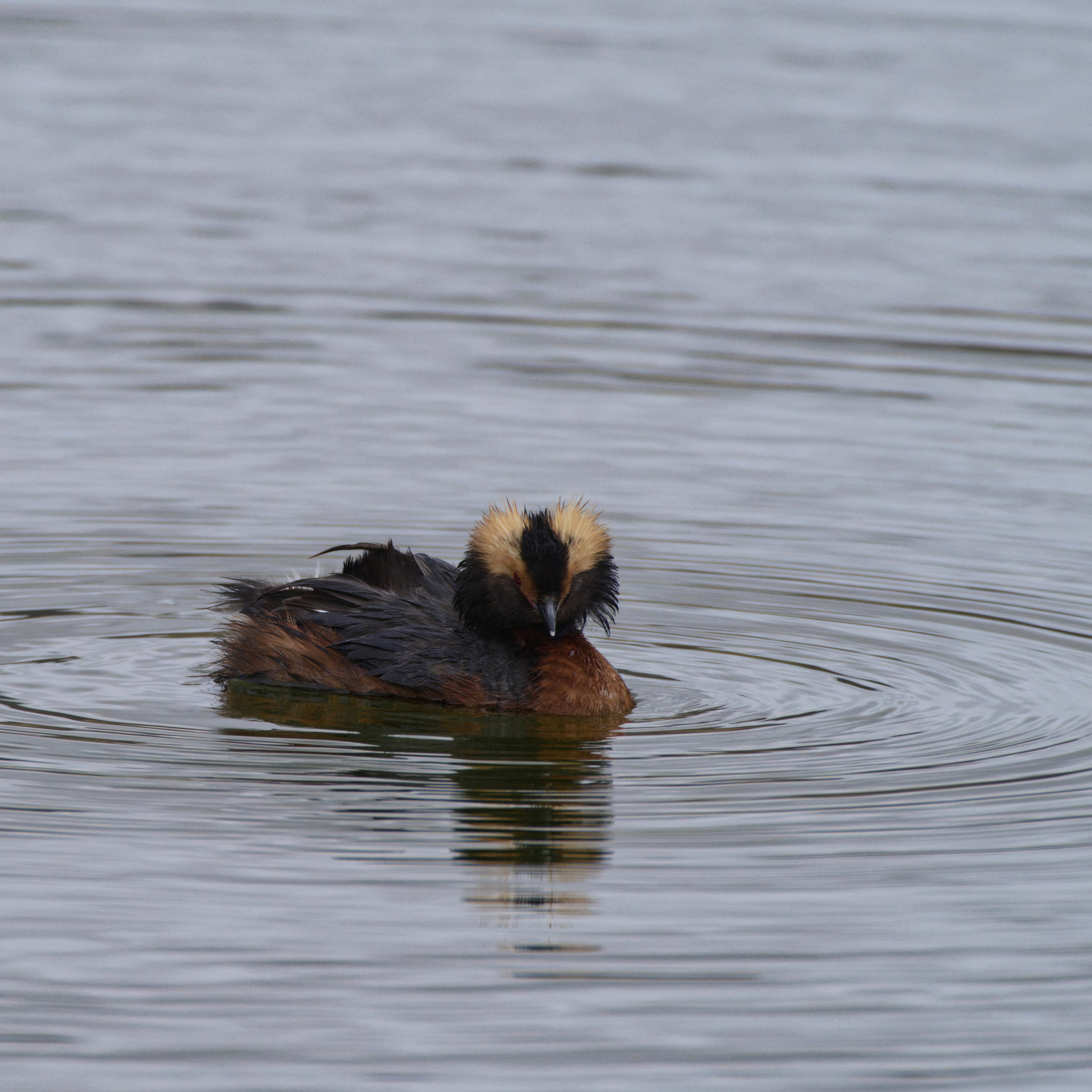 Экспедиция в Монголию (котловина больших озер). Семоха Валерий. Фотограф