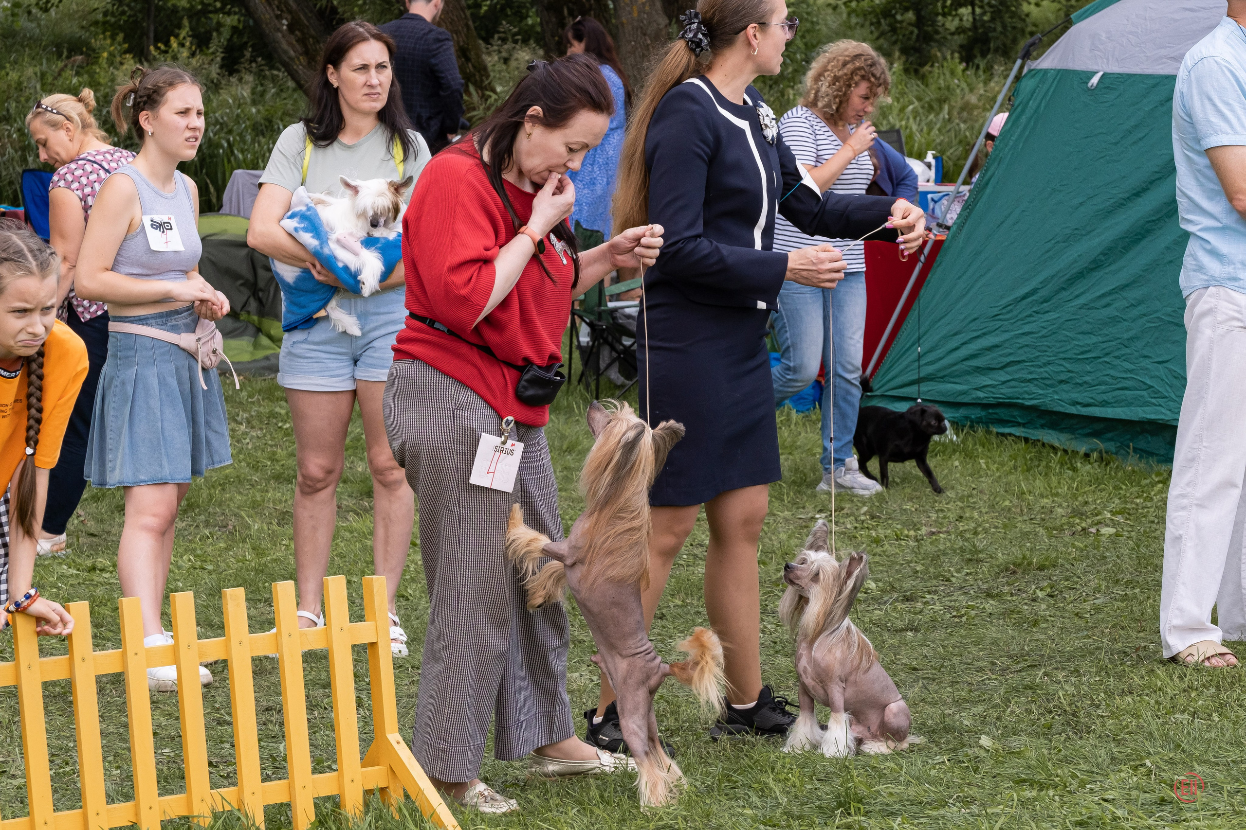 Липецк. Выставка собак. Питомник китайских хохлатых собак Poale Ell: купить щенка