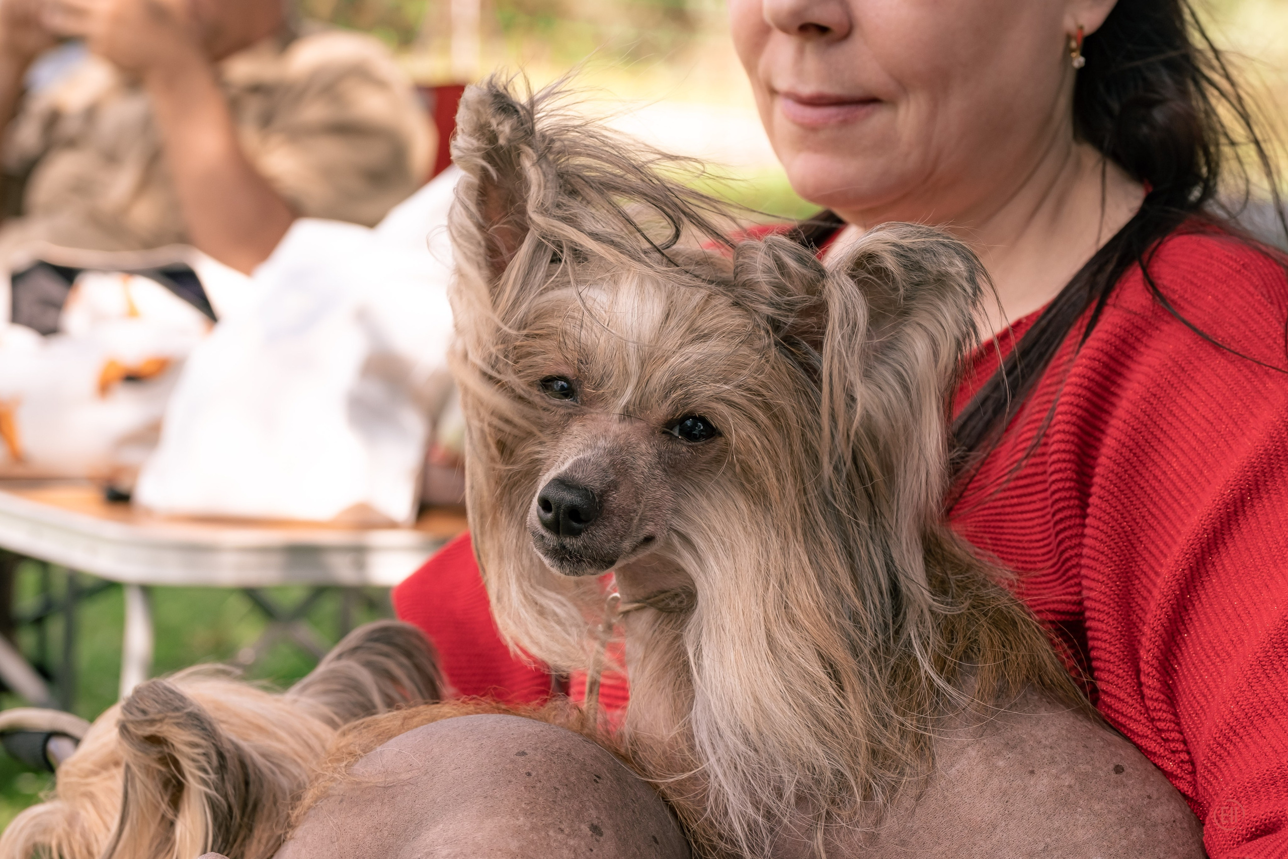 Липецк. Выставка собак. Питомник китайских хохлатых собак Poale Ell: купить щенка