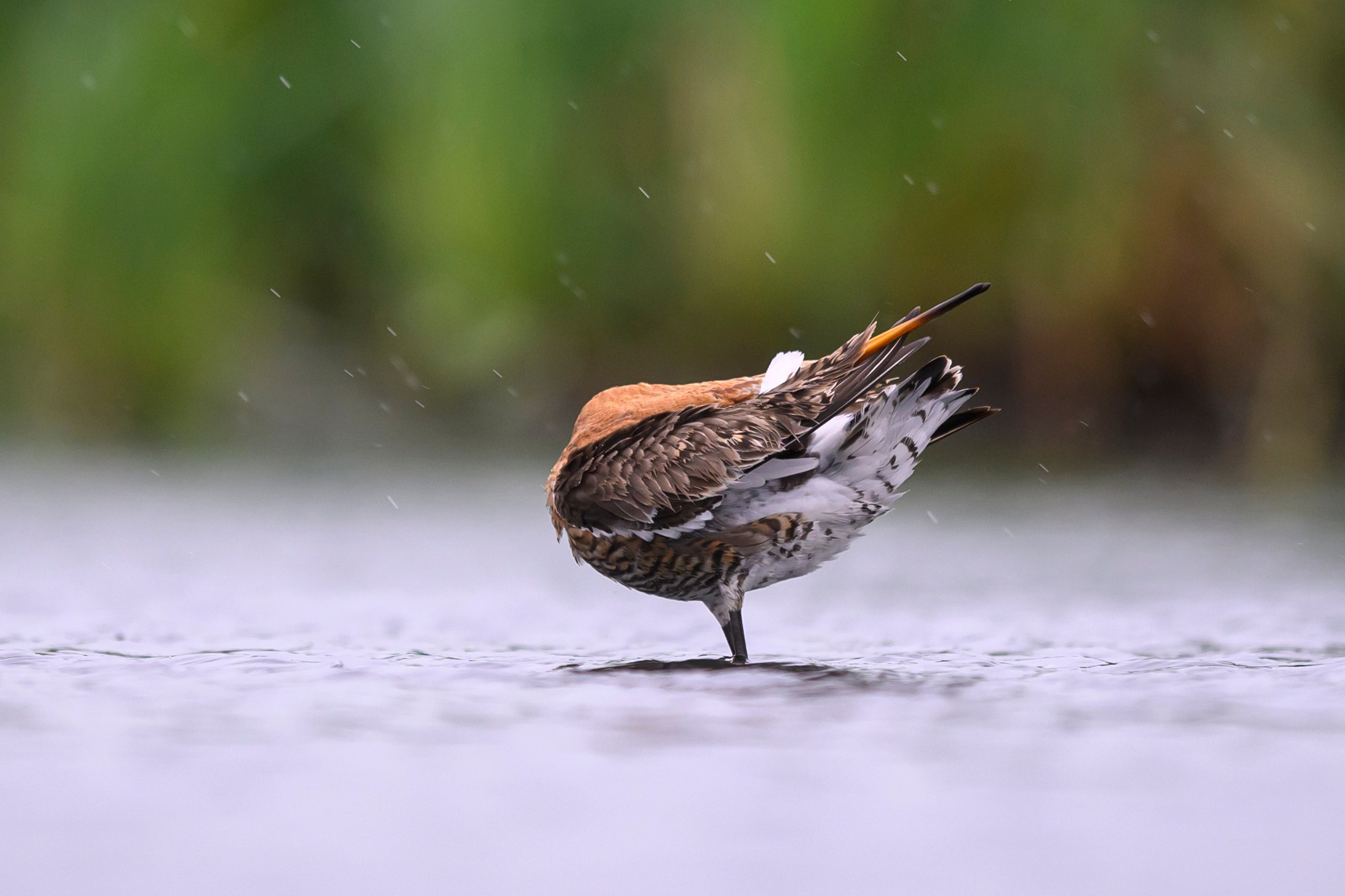 Поручейники и большой веретенник. Wildlife photography by Sergey Puponin