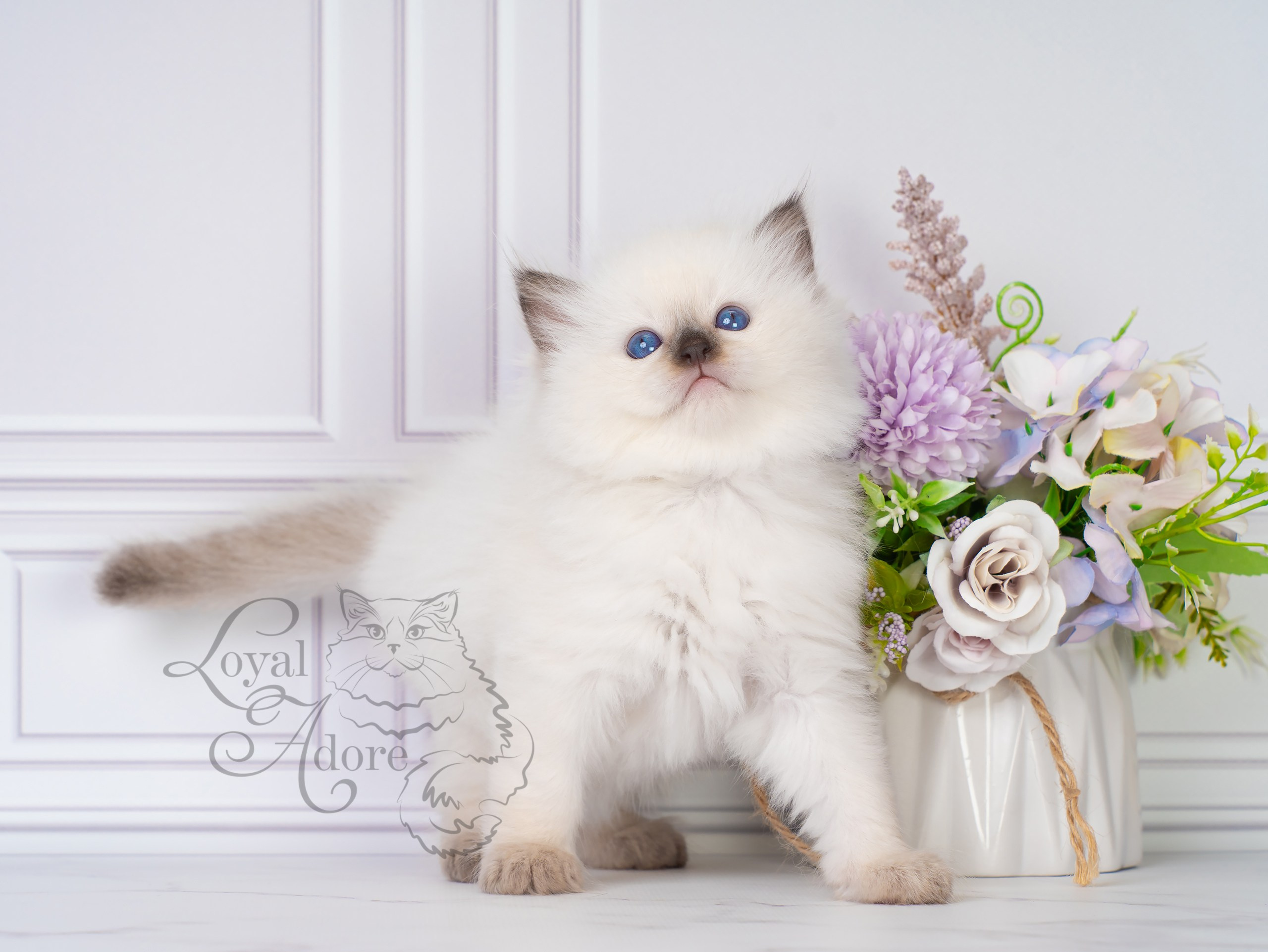 Котята рэгдолл от Loyal Adore. Питомник рэгдолл Loyal Adore