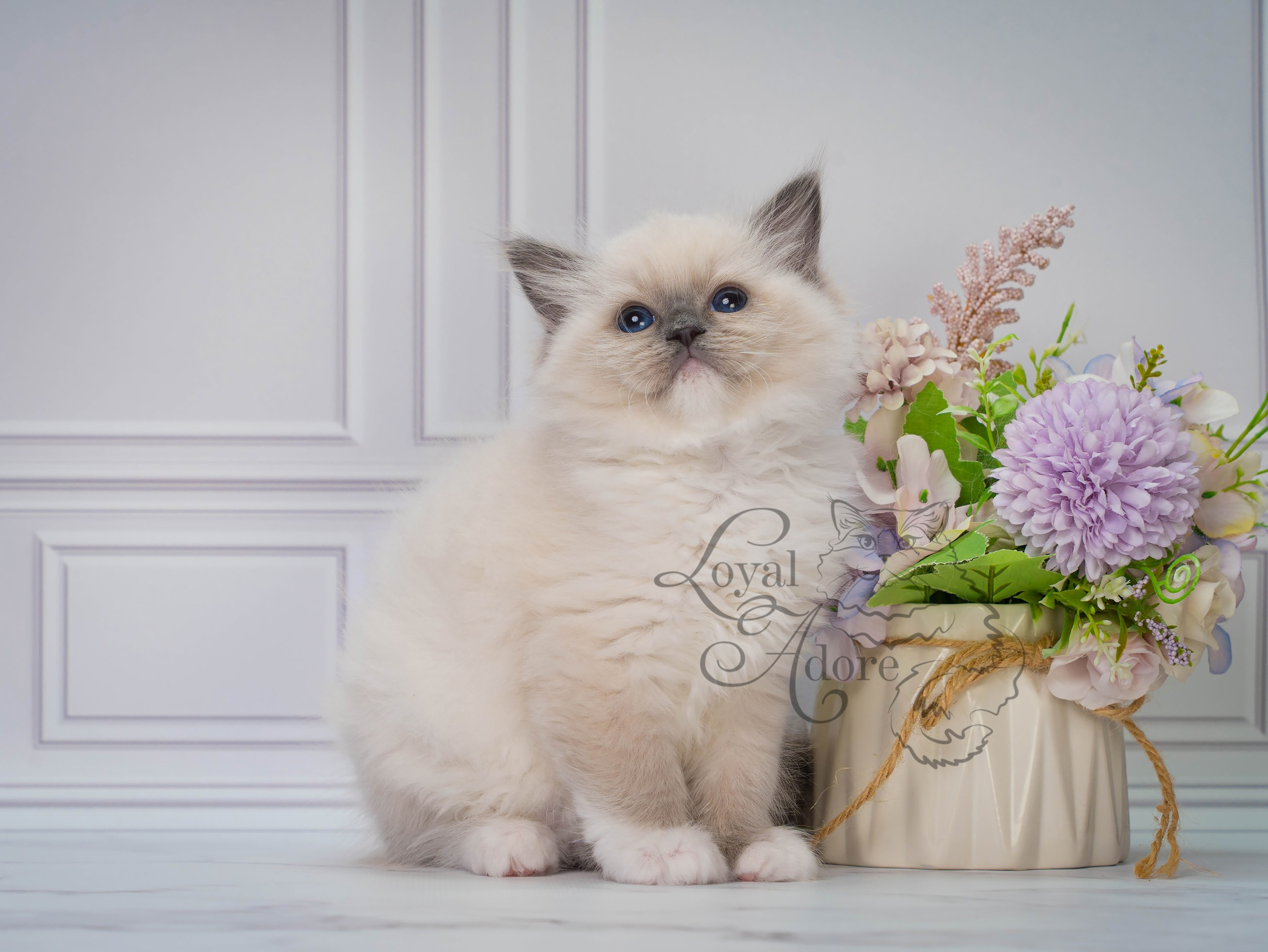Котята рэгдолл от Loyal Adore. Питомник рэгдолл Loyal Adore