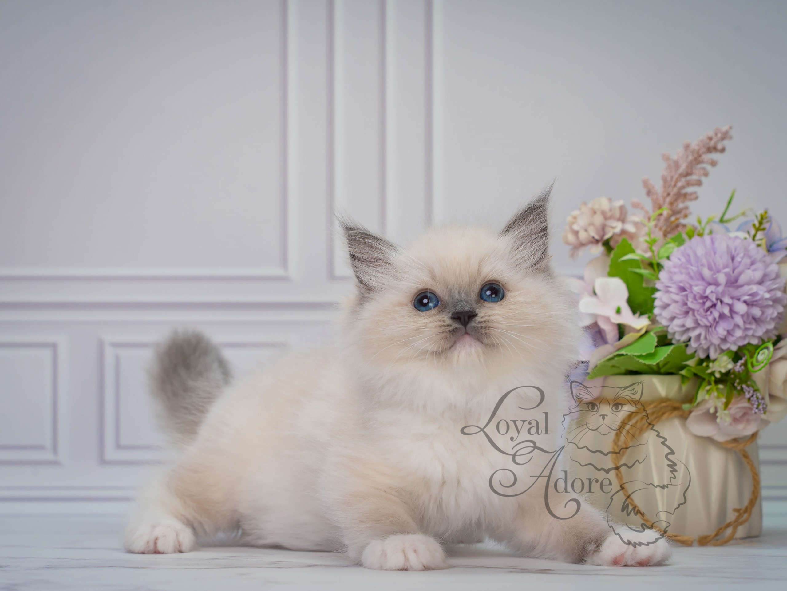 Котята рэгдолл от Loyal Adore. Питомник рэгдолл Loyal Adore