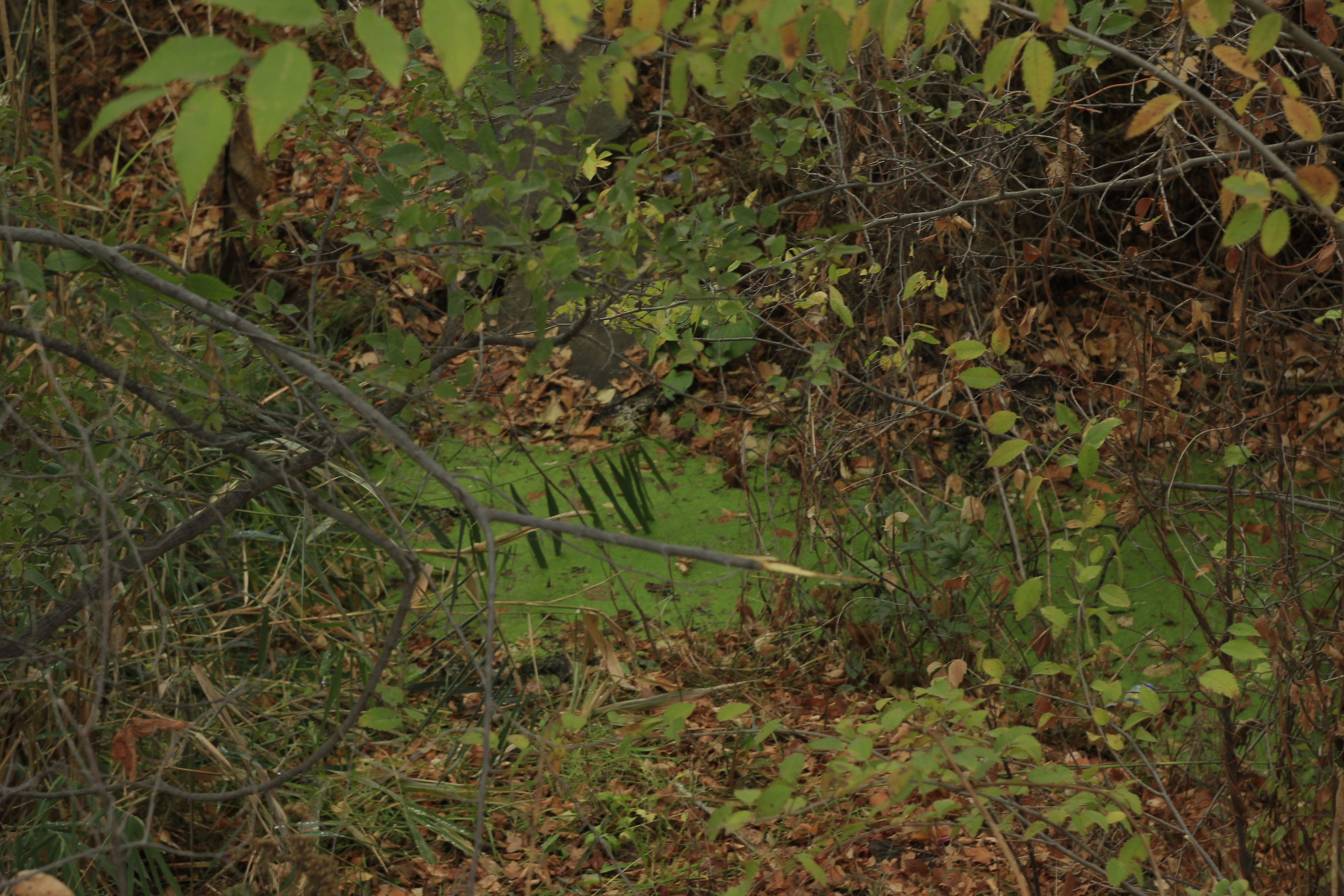 Разбойщина, Саратов, студенческая архитектурная мастерская Евгения Спирина и САСК. Фотокрыжовник. Снимаем, дружим, путешествуем