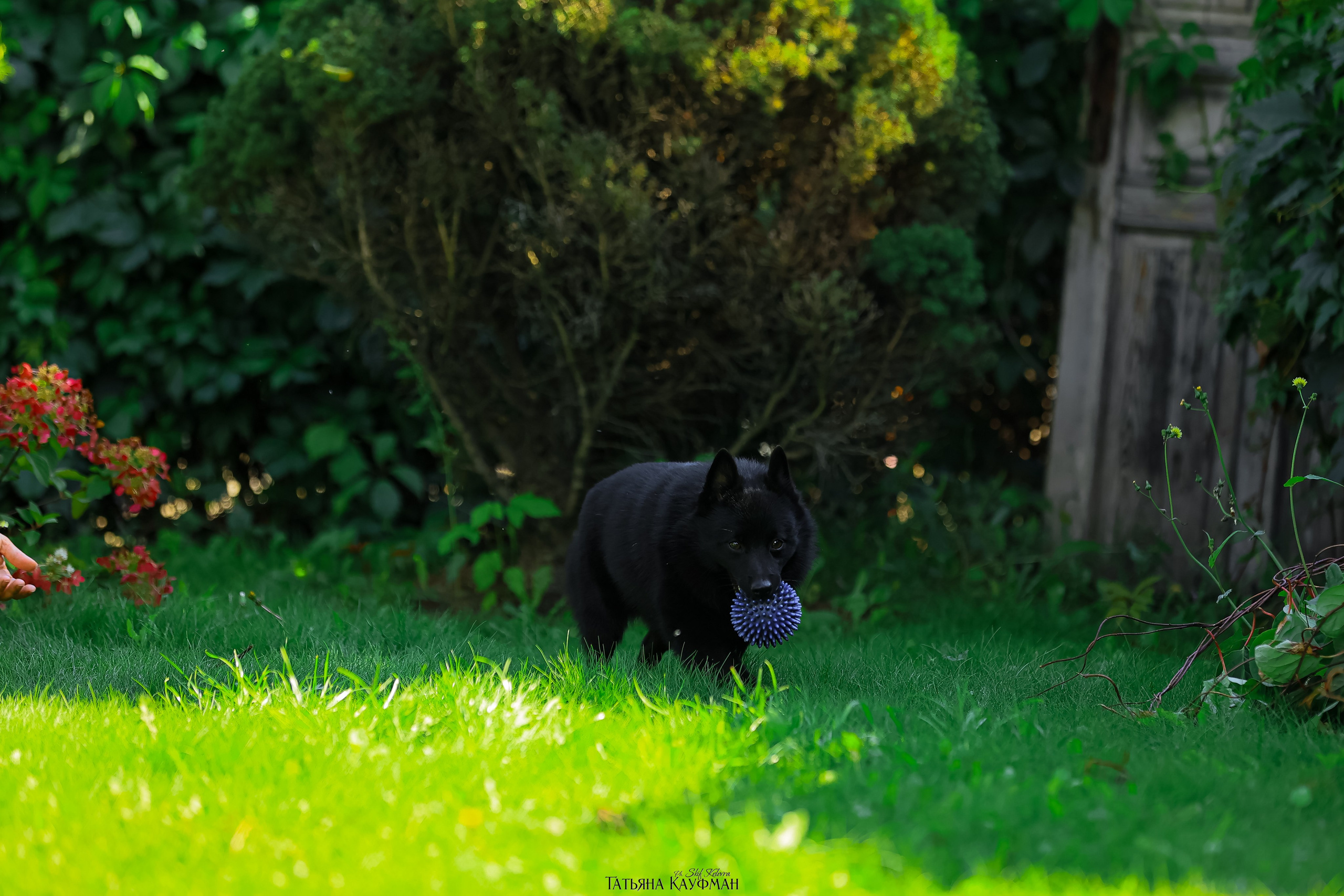 Шипперке, схипперке, красивая собака, фотограф анималист, фотокурс Анималистика, научиться фотографировать собак, фотограф Новосибирск