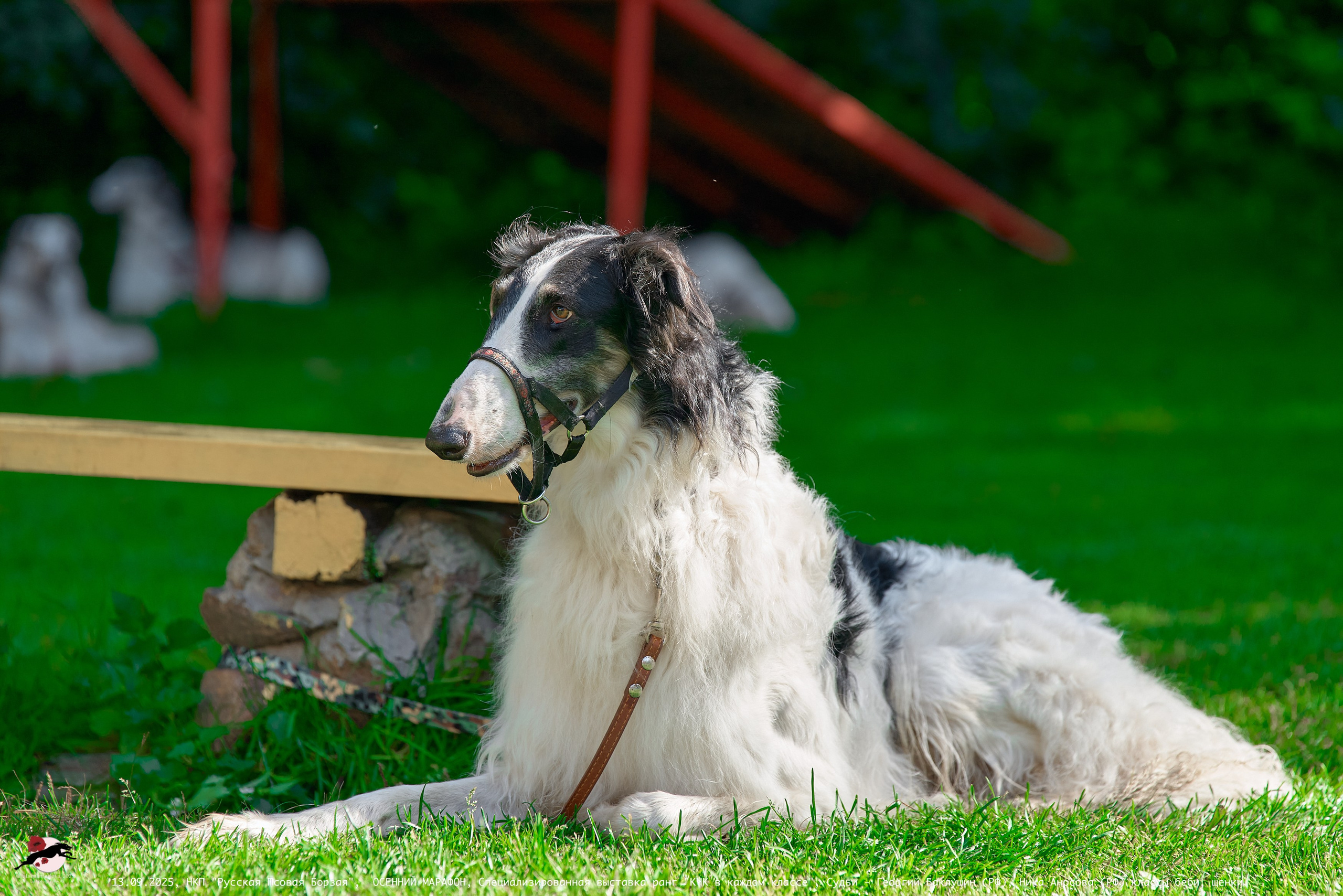 ОСЕННИЙ МАРАФОН | Специализированная выставка породы Русская Псовая Борзая ранг "КЧК в каждом классе"