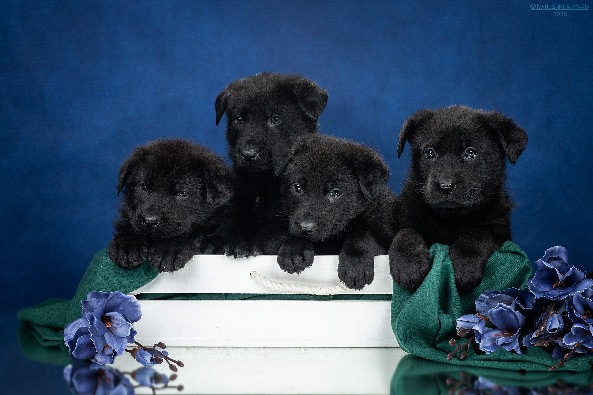 Фотосессия щенков на фонах. Фотограф собак в Москве и Московской области Иванушкина Мария