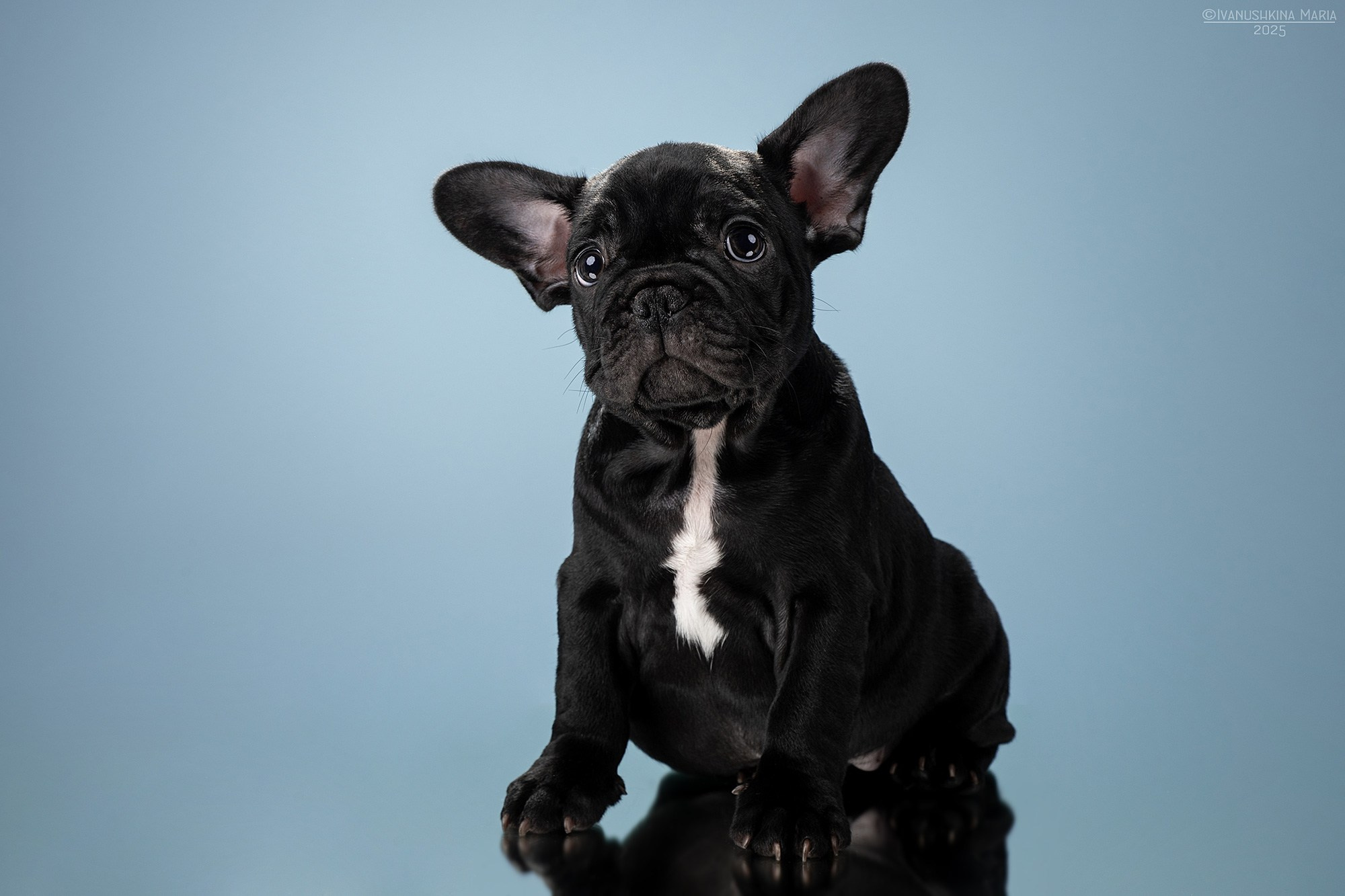 Фотосессия щенков на фонах. Фотограф собак в Москве и Московской области Иванушкина Мария