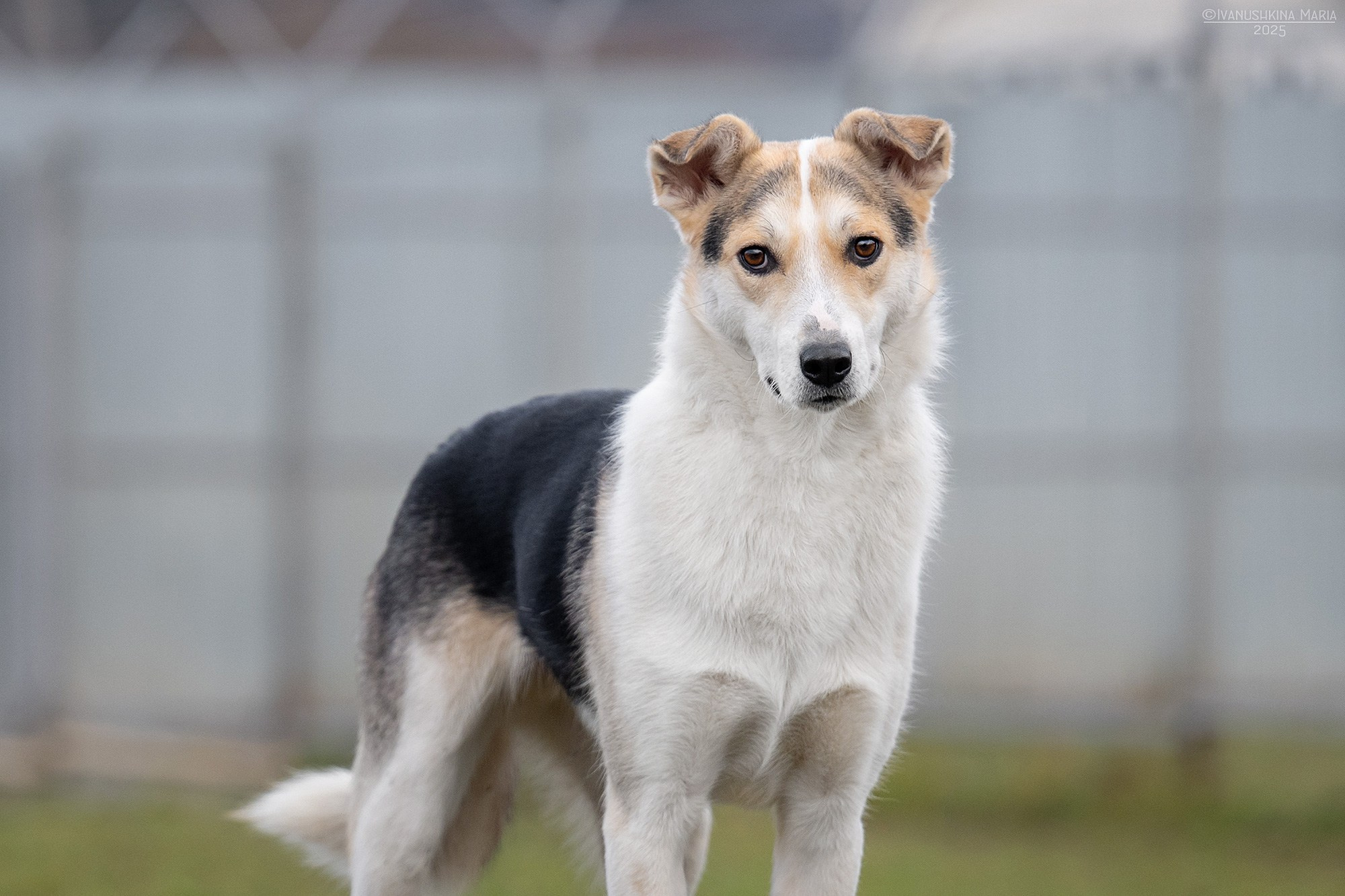 Пиарные фотосессии собак на пристройство. Фотограф собак в Москве и Московской области Иванушкина Мария