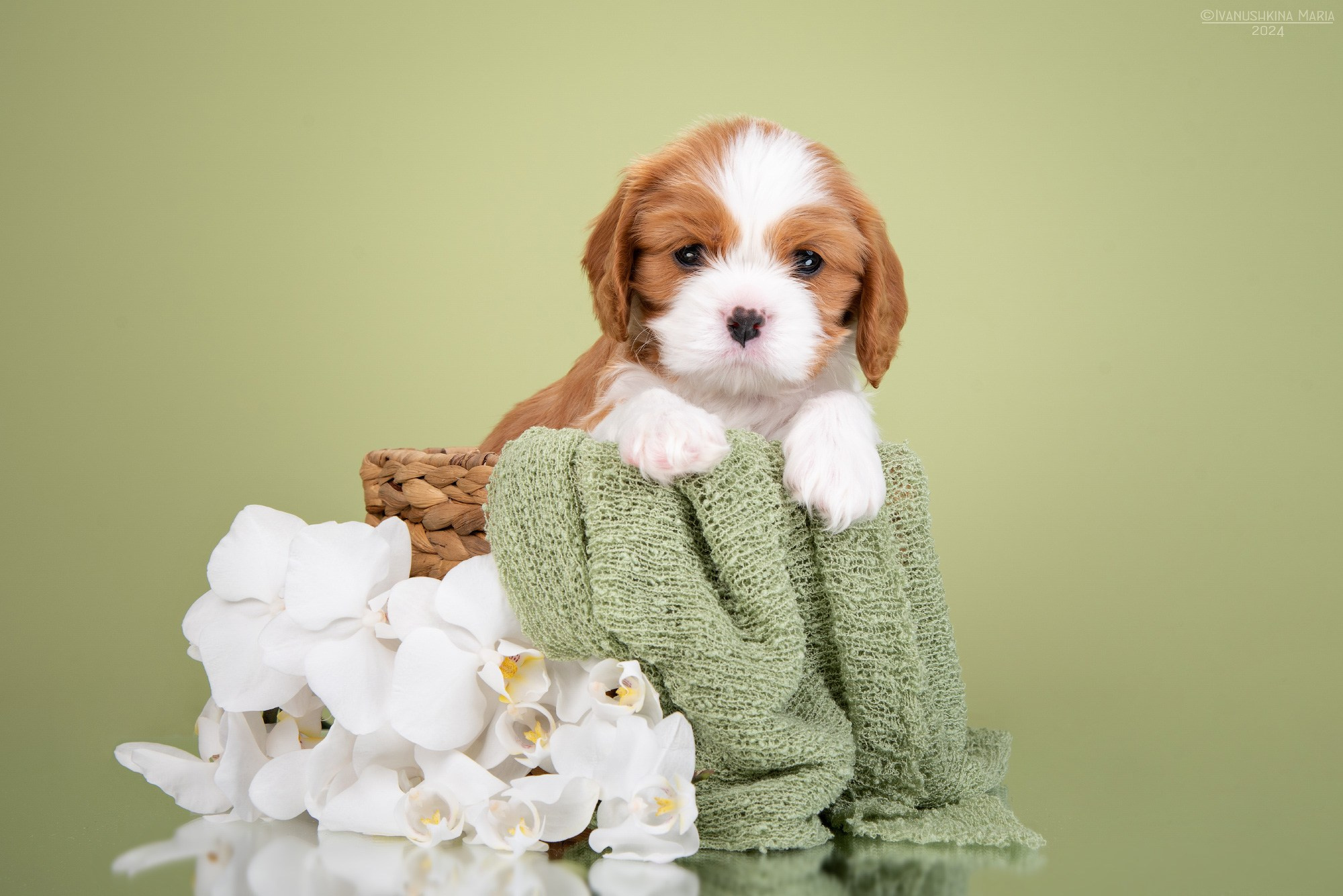 Фотосессия щенков на фонах. Фотограф собак в Москве и Московской области Иванушкина Мария
