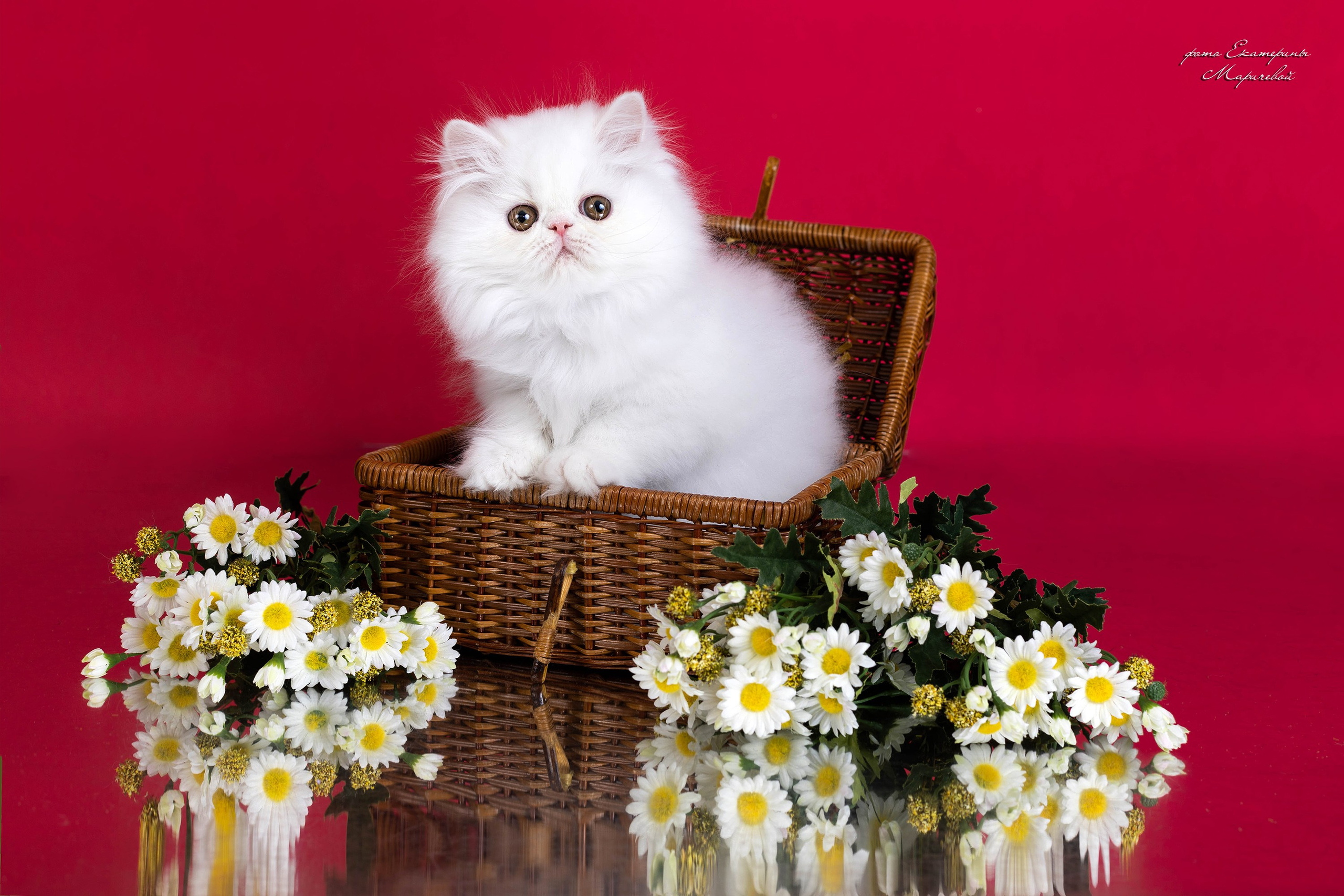 Студийная съёмка на моей территории. Фотограф-анималист в Омске Екатерина Маричева