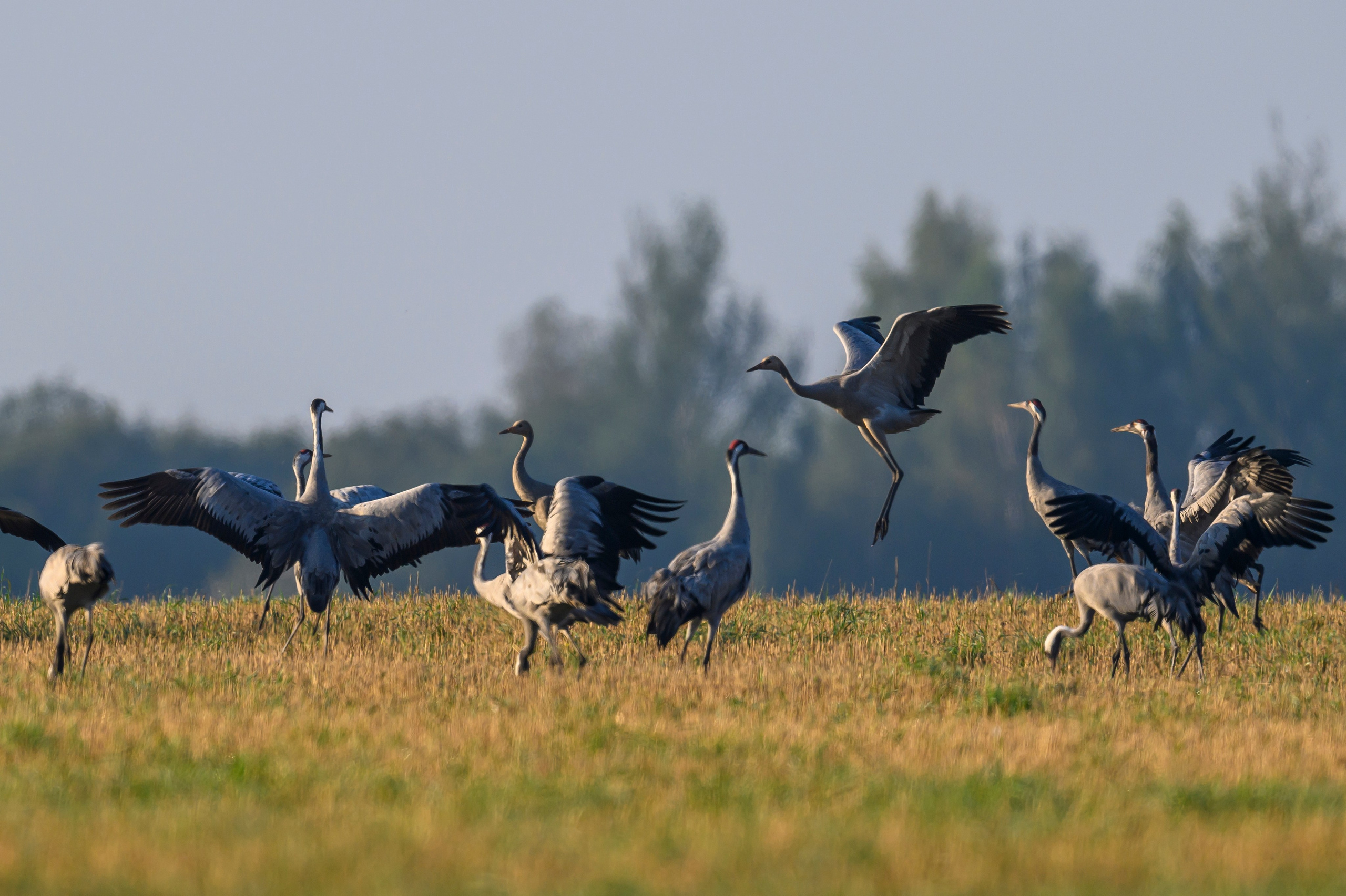 Танцы журавлей. Dances of the Cranes. Фотограф Сергей Пупонин
