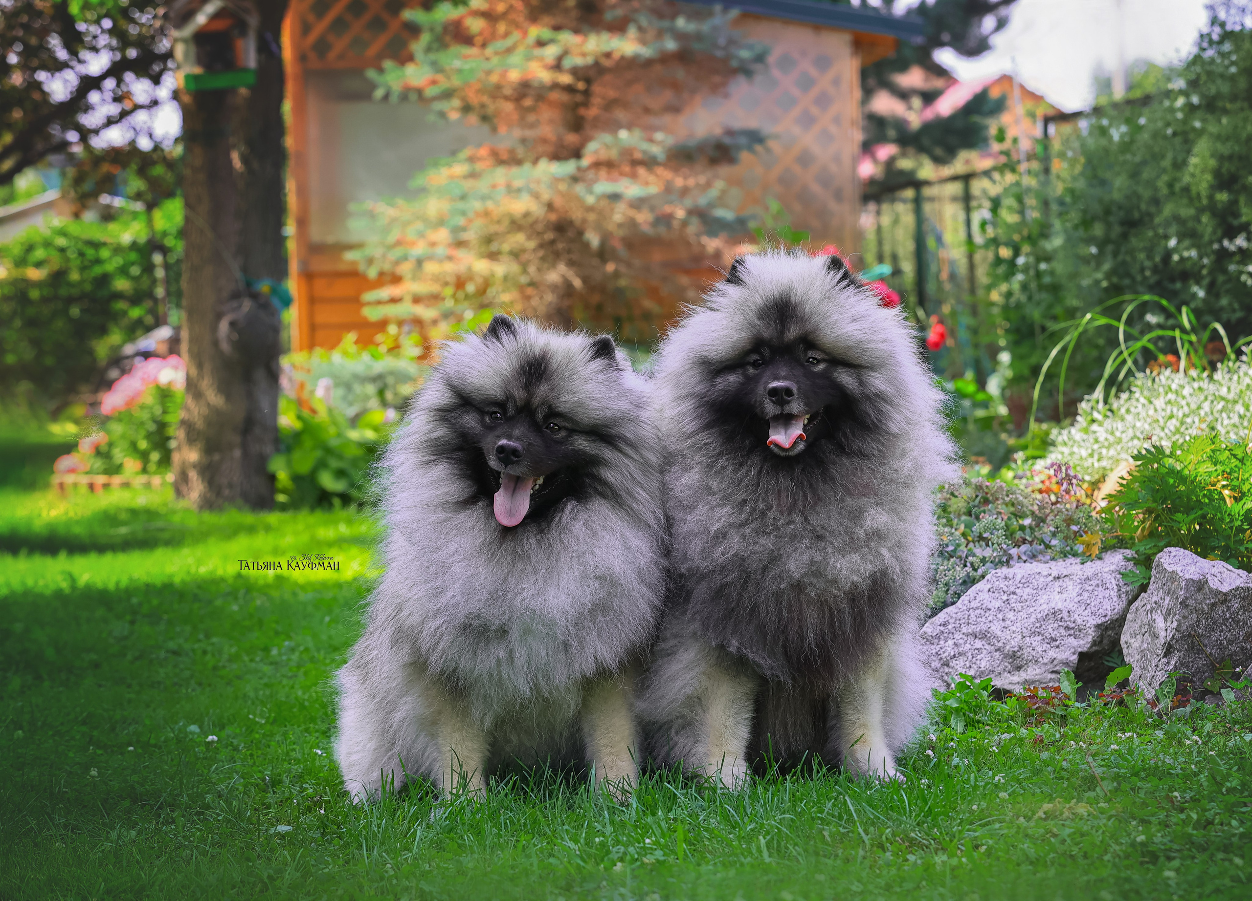 Вольф шпиц, кеесхонд, фотография шпица, красивая собака, фотограф анималист, фотокурс Анималистика, научиться фотографировать собак, фотограф Новосибирск