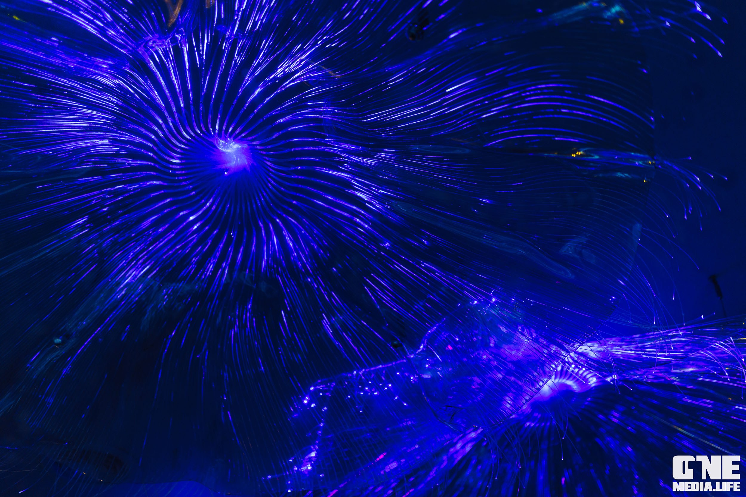 Фоторепортаж из ресторана Океан. One Media Life: фоторепортажи, фотоотчеты с мероприятий и заведений