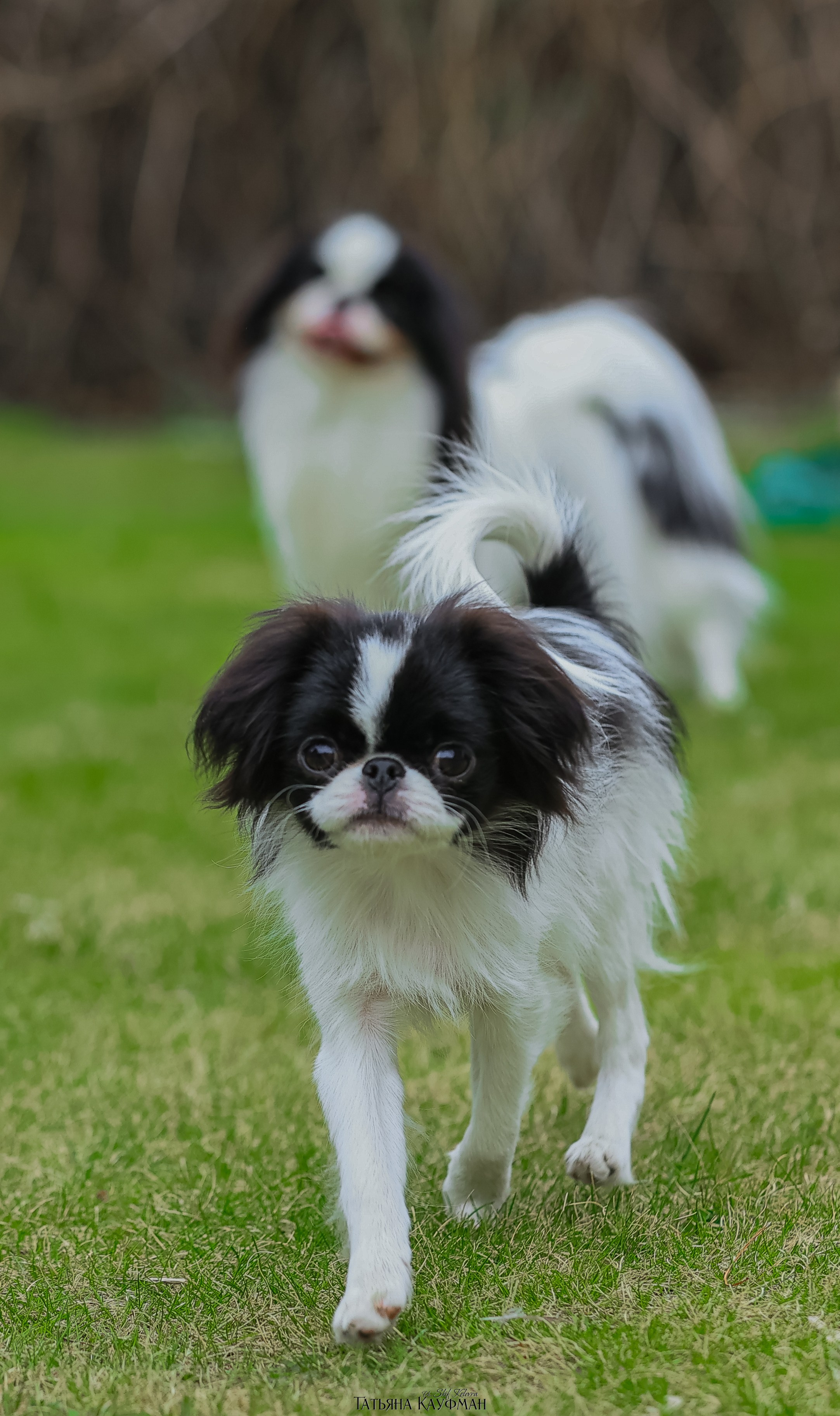 Японский хин, фотография японский хин, собака в цветах, красивая собака, фотограф анималист, фотокурс Анималистика, научиться фотографировать собак, фотограф Новосибирск
