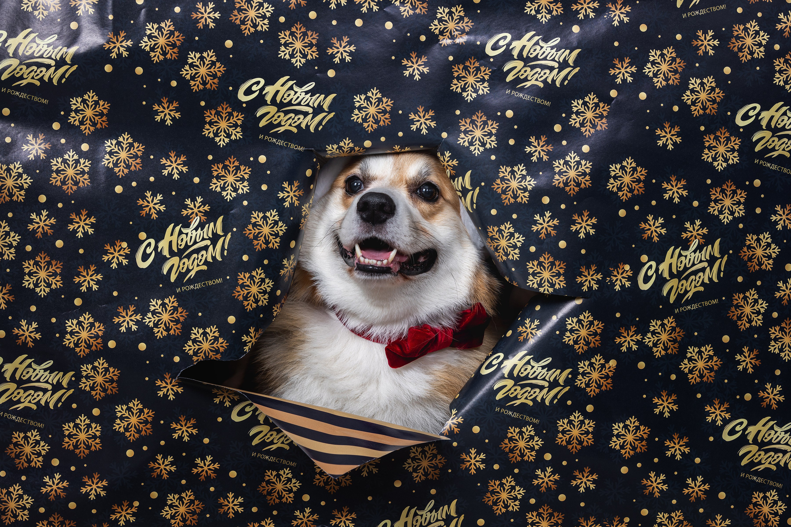 Фотограф Алена Звездина