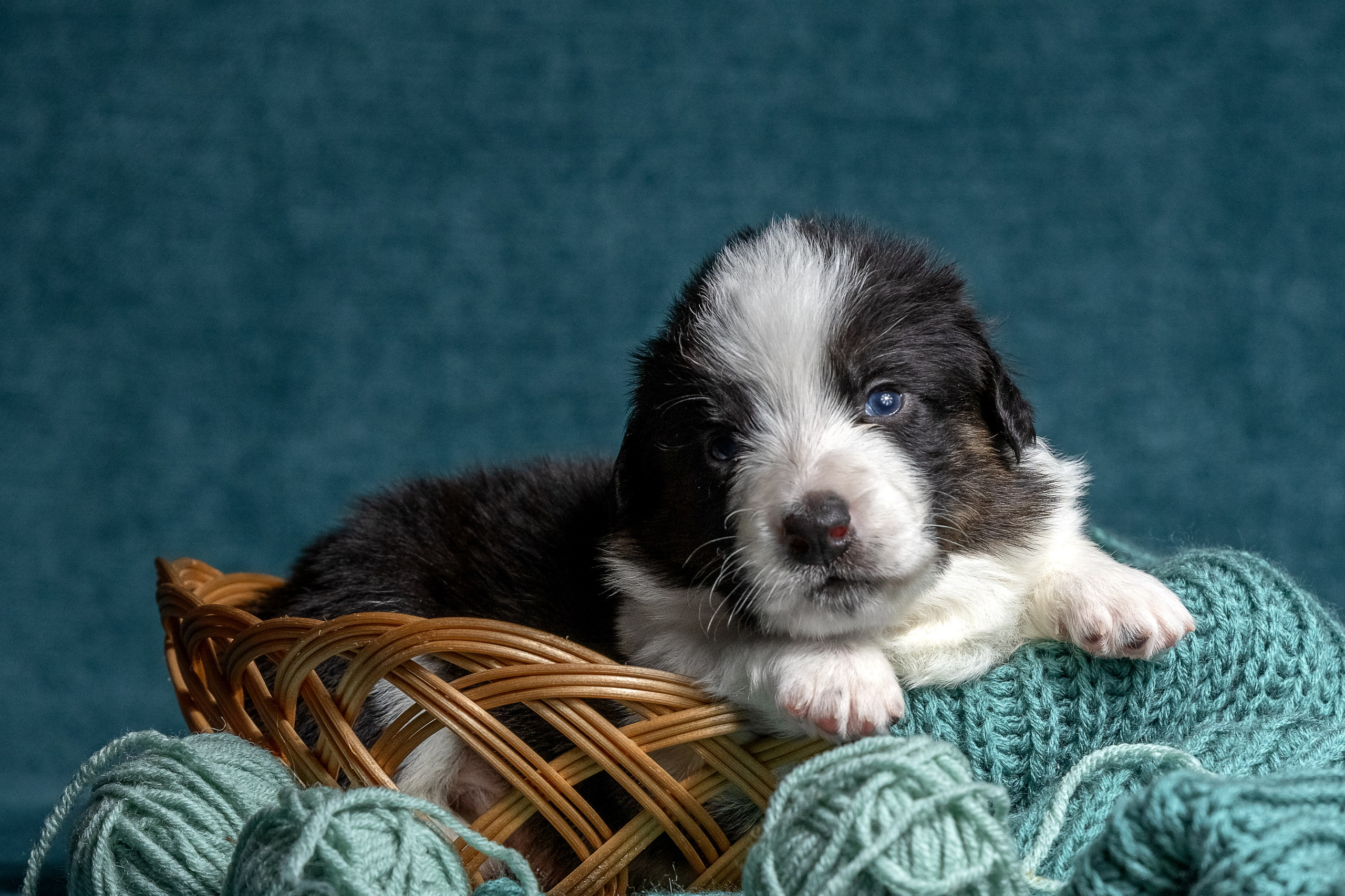 Купить щенка вельш корги кардиган из питомника Ice Fantasy. Купить щенка Вельш-корги-кардиган в семейном питомнике — Ice Fantasy