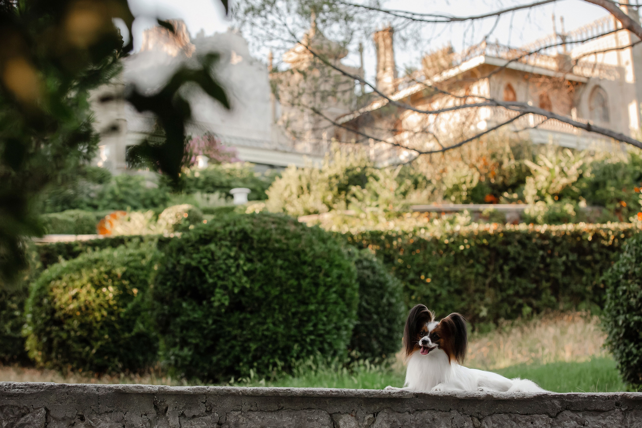 Папильон в Воронцовском дворце. Фотограф-анималист в Краснодаре Маша Мельникова