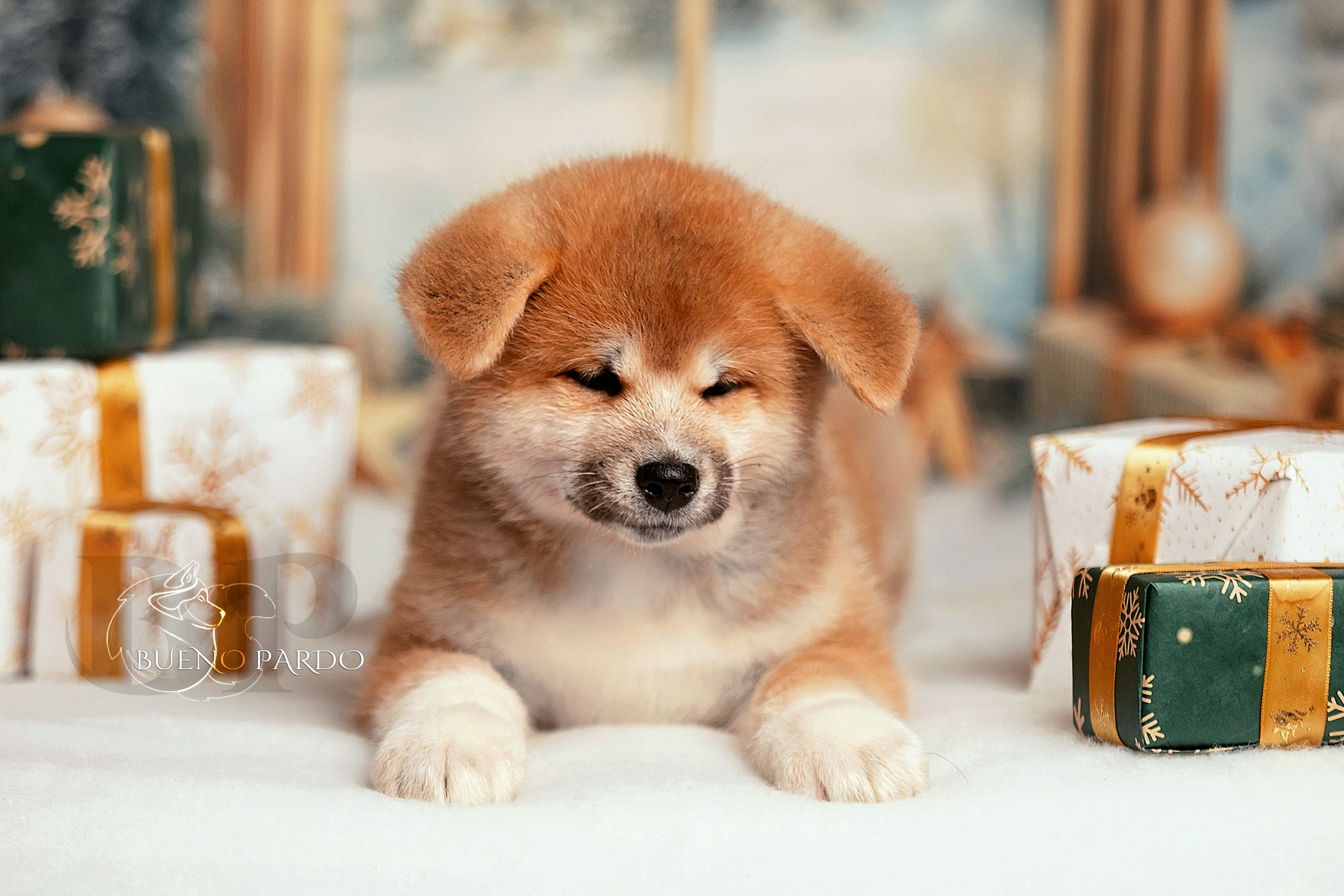 Щенки японской акита ину из питомника. Питомник собак Акита, Хаски, Корги