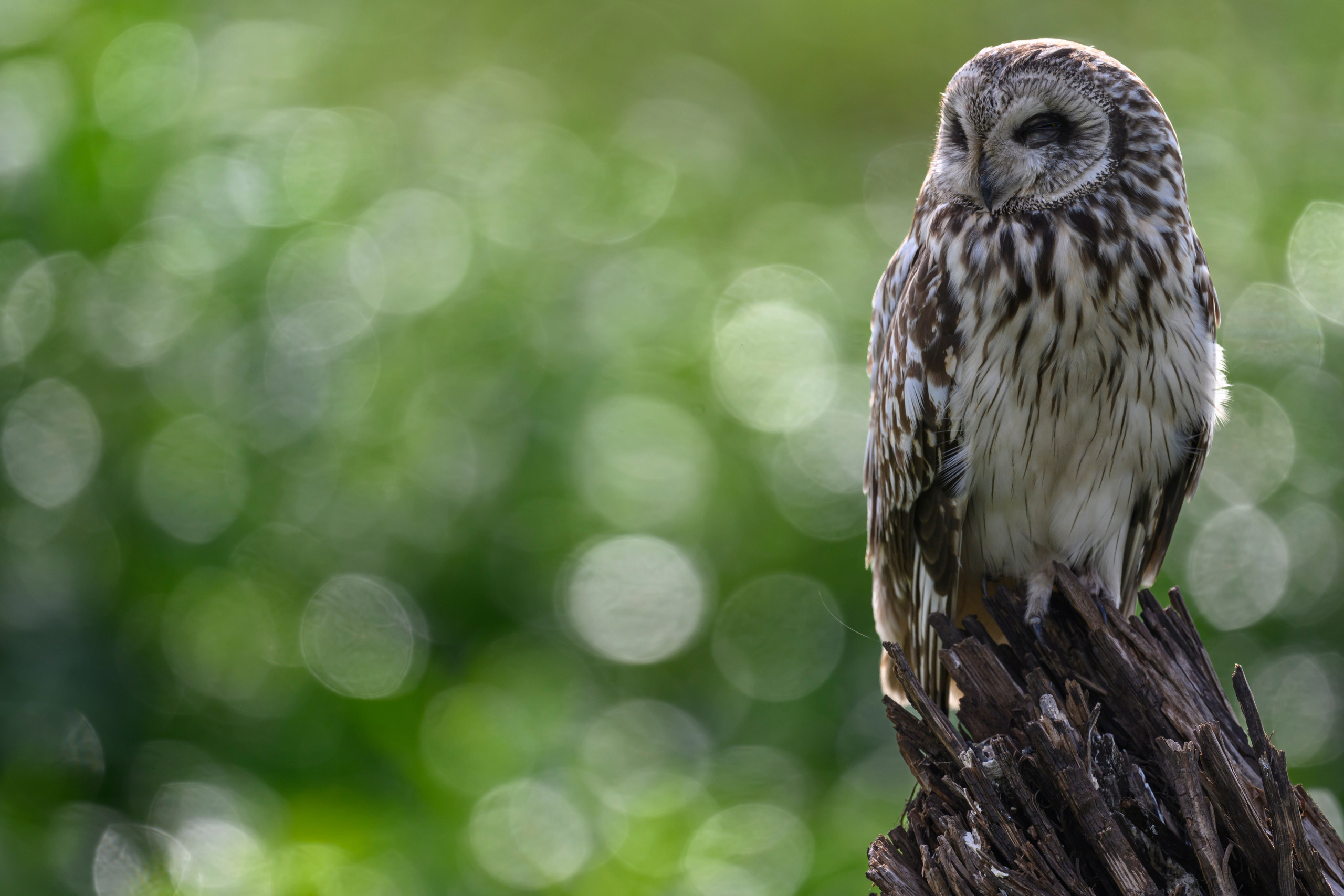 Сова на рассвете. Owl at dawn. Wildlife photography by Sergey Puponin