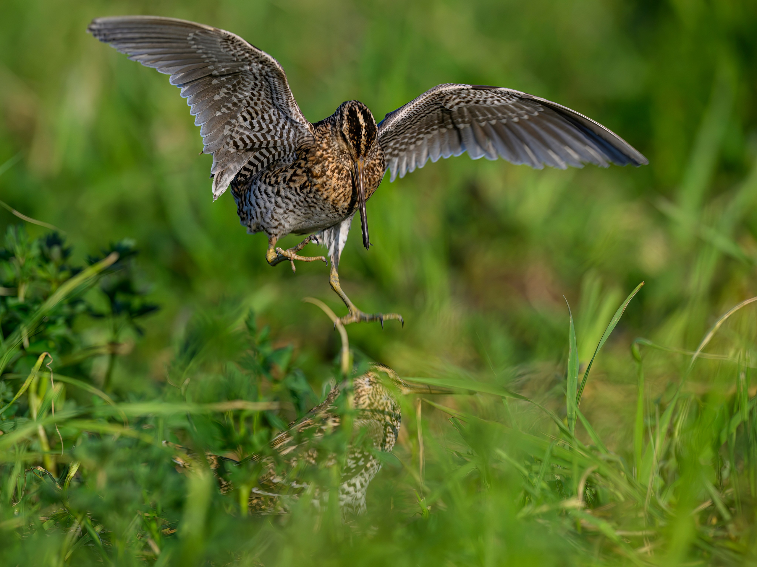 Дупелиный ток: настоящие гусары!. Фотограф Сергей Пупонин