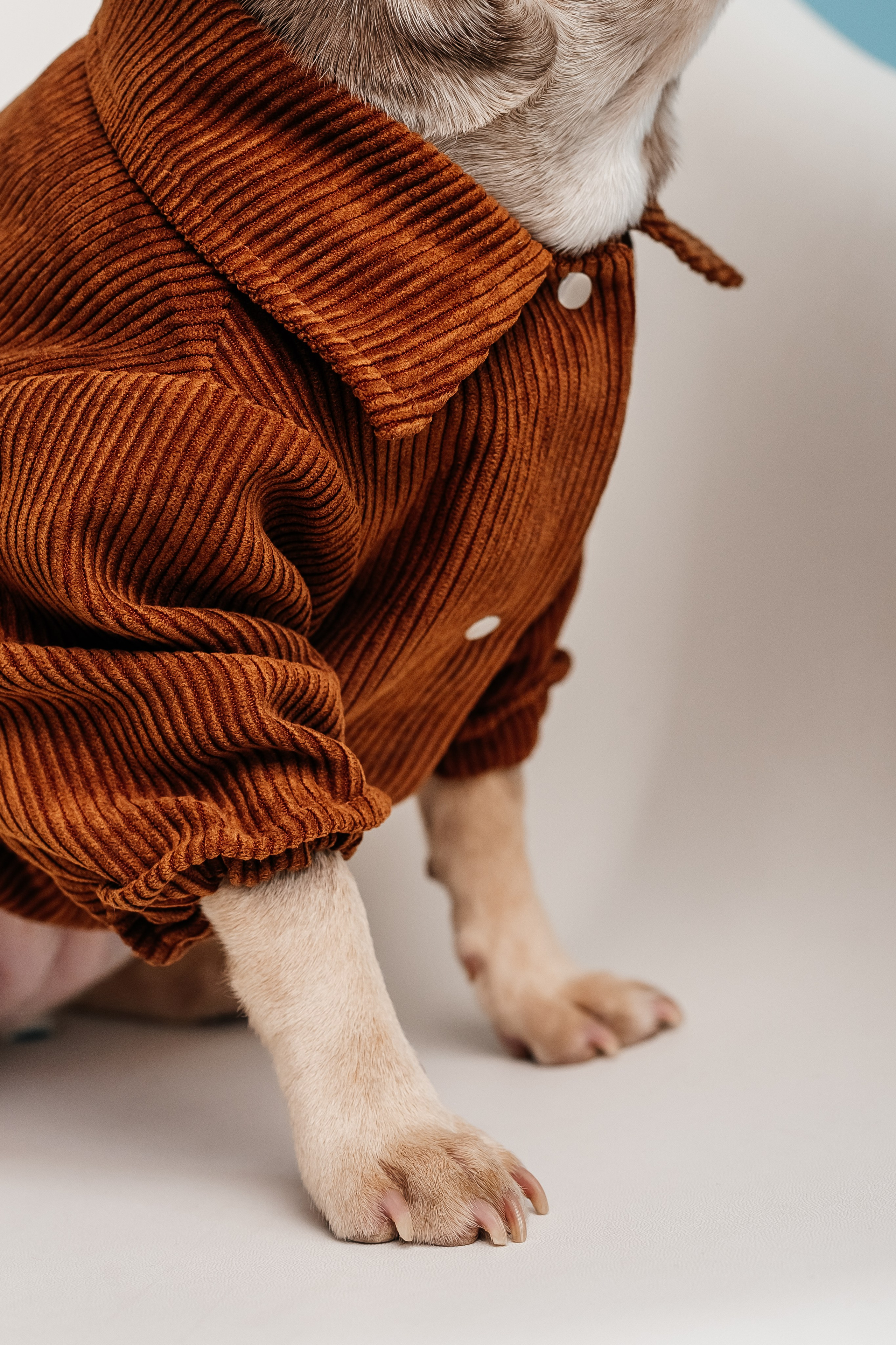 Animal. Фотограф Краснодар Марго Хелбен