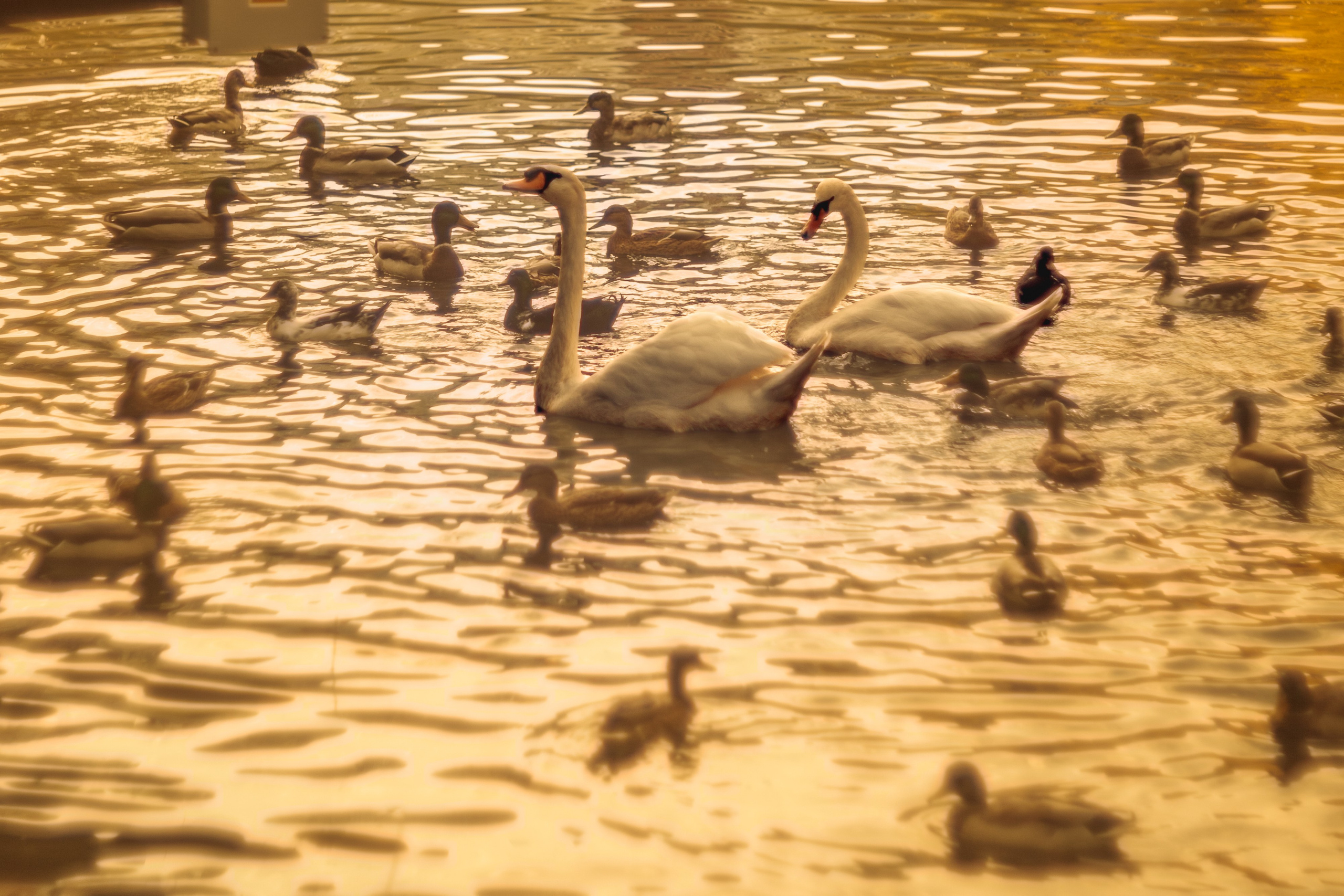 Серия «Цвет переосмыслений». Фотограф в Москве Татьяна Макотра