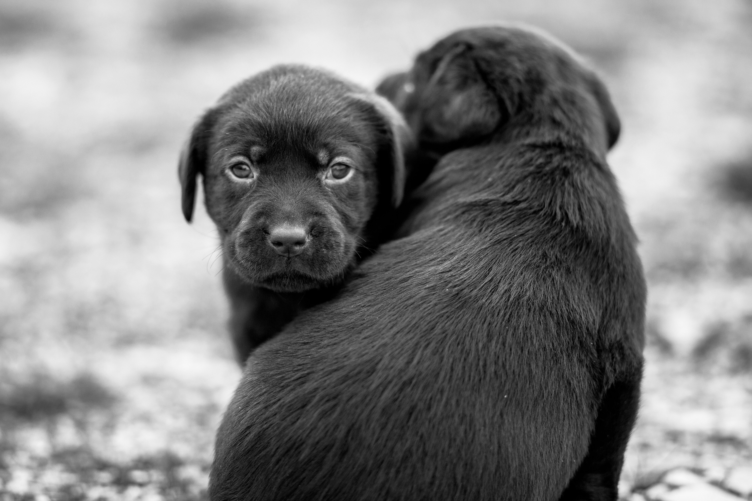 Улицы Люди на улицах Природа Животные — фотограф Оля Волчкова